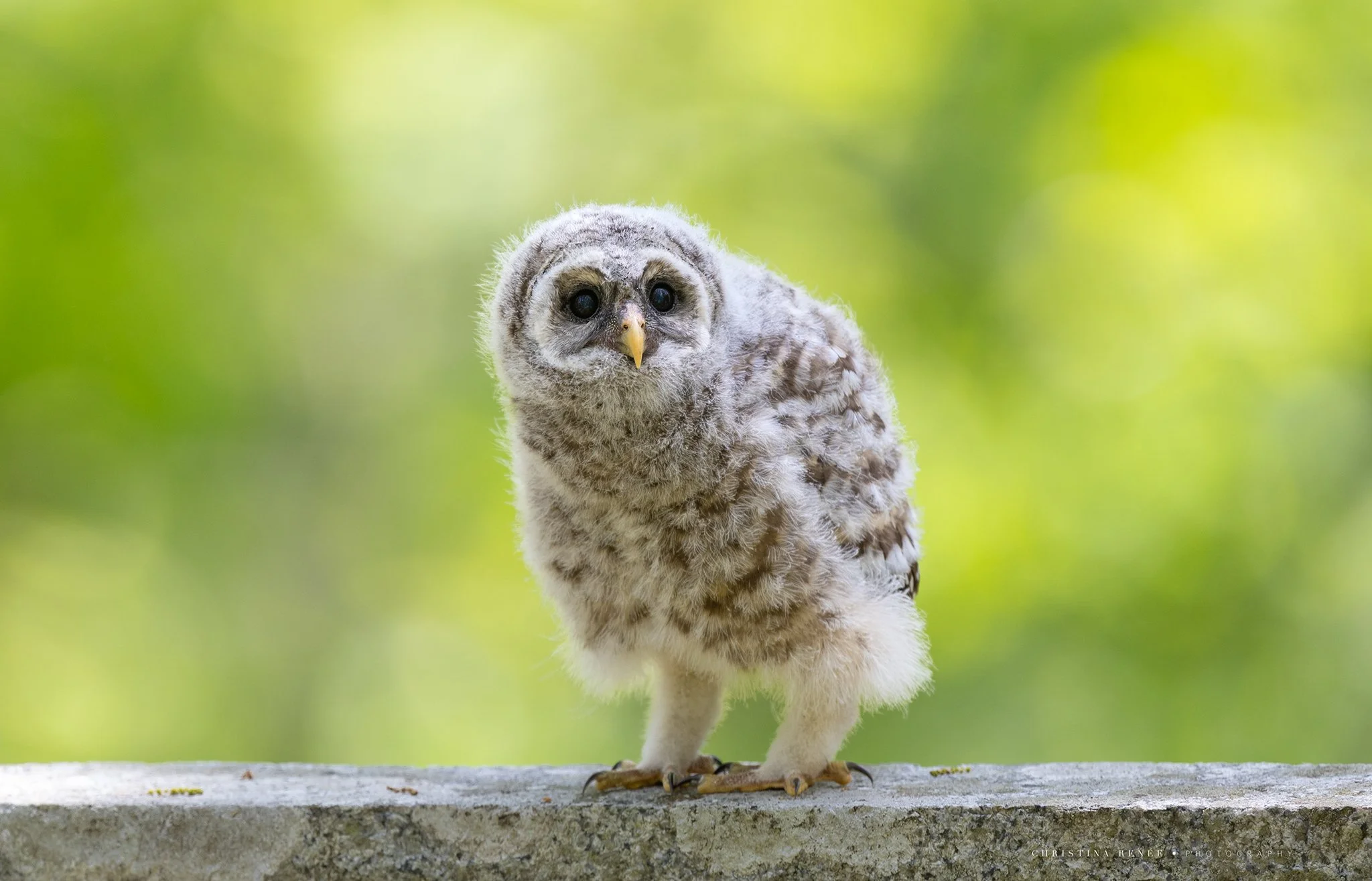 _F6A3905 christinarenee.jpg