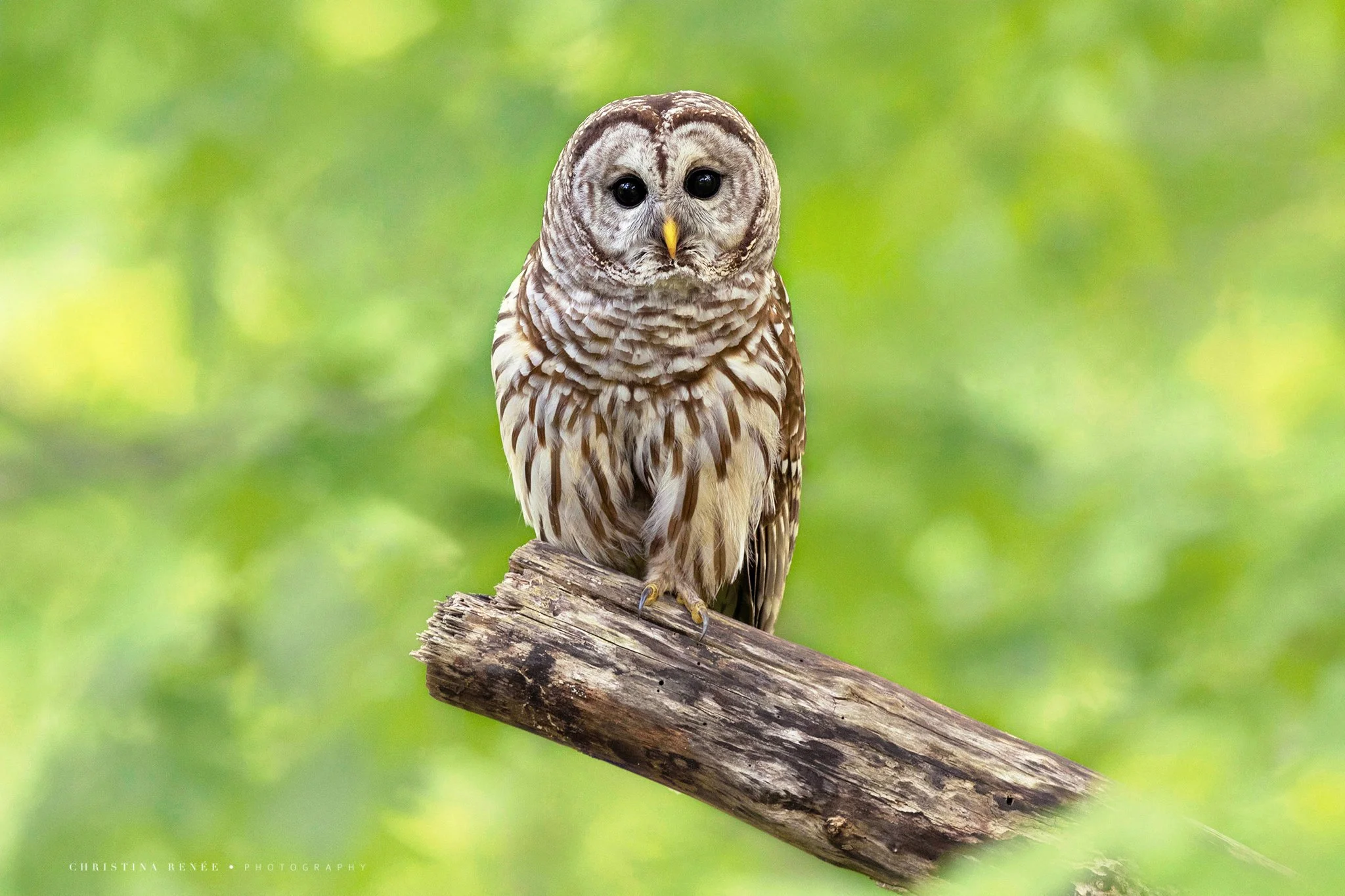 _F6A2936 christinarenee copy.jpg