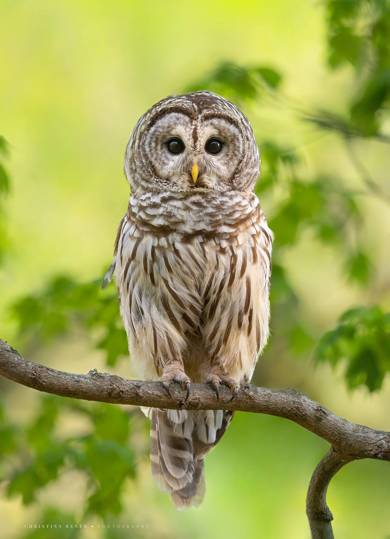 _F6A2443 christinarenee.jpg