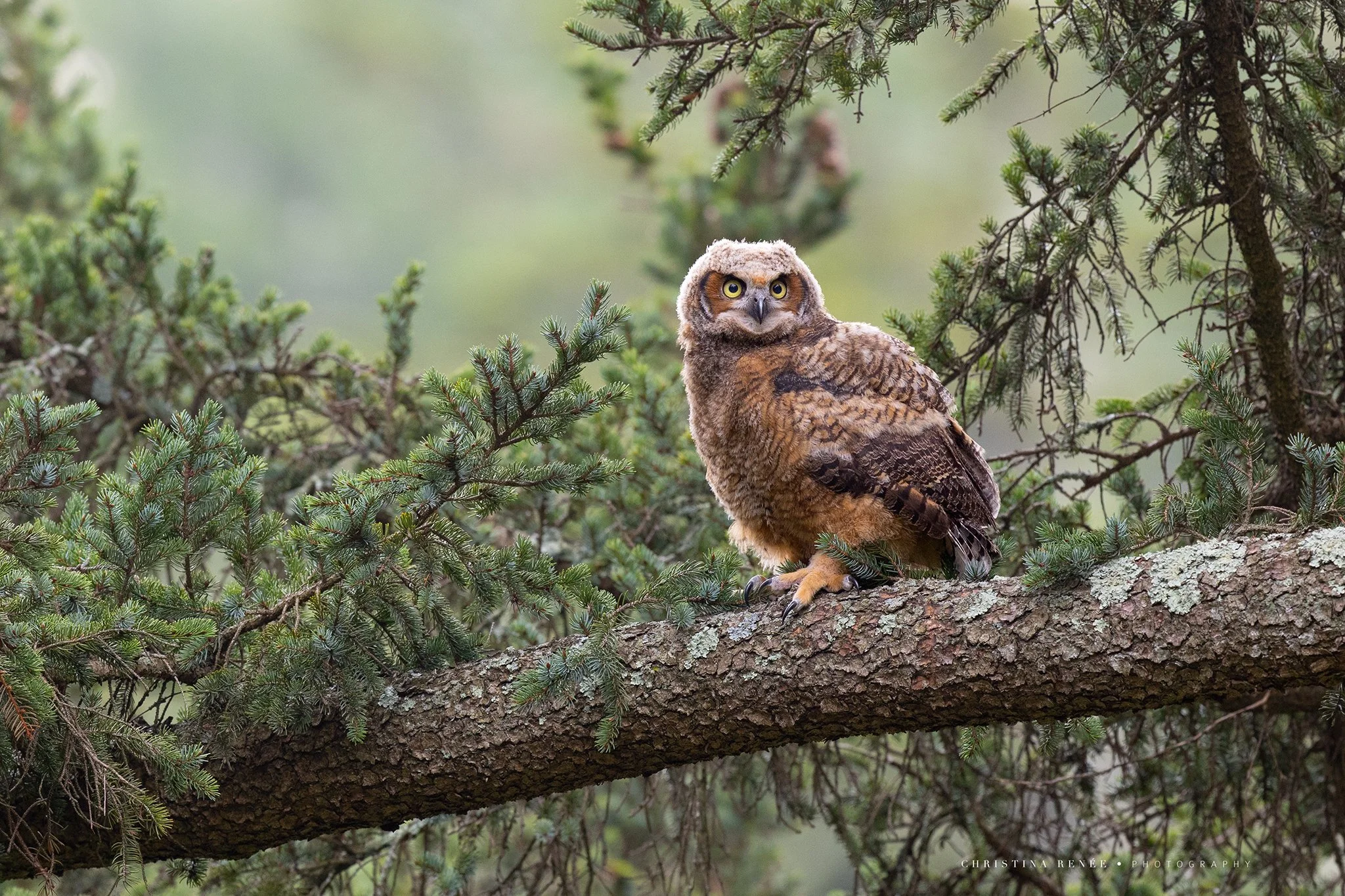 1F6A0699 christinarenee.jpg