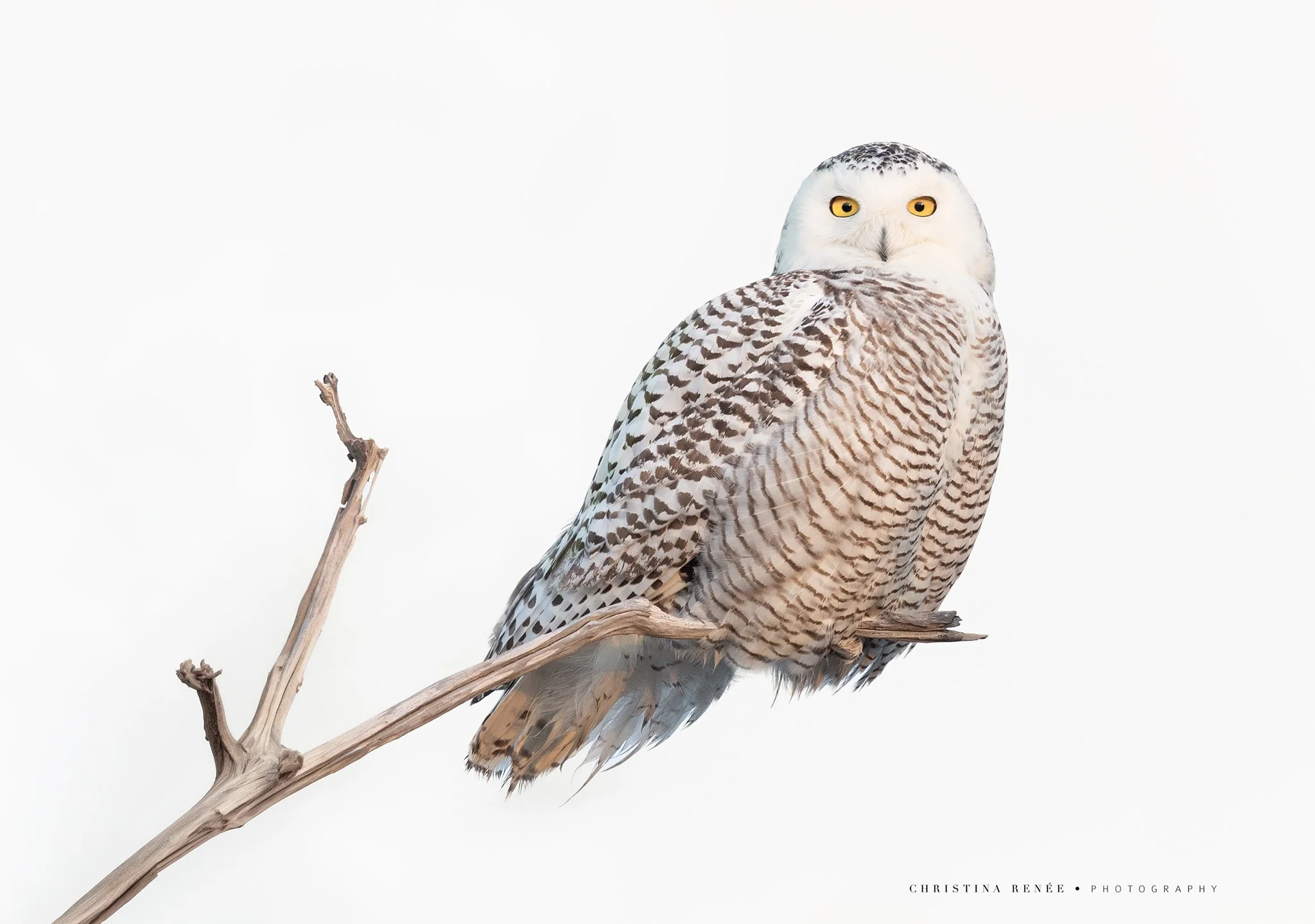 _F6A9212 christinarenee.jpg