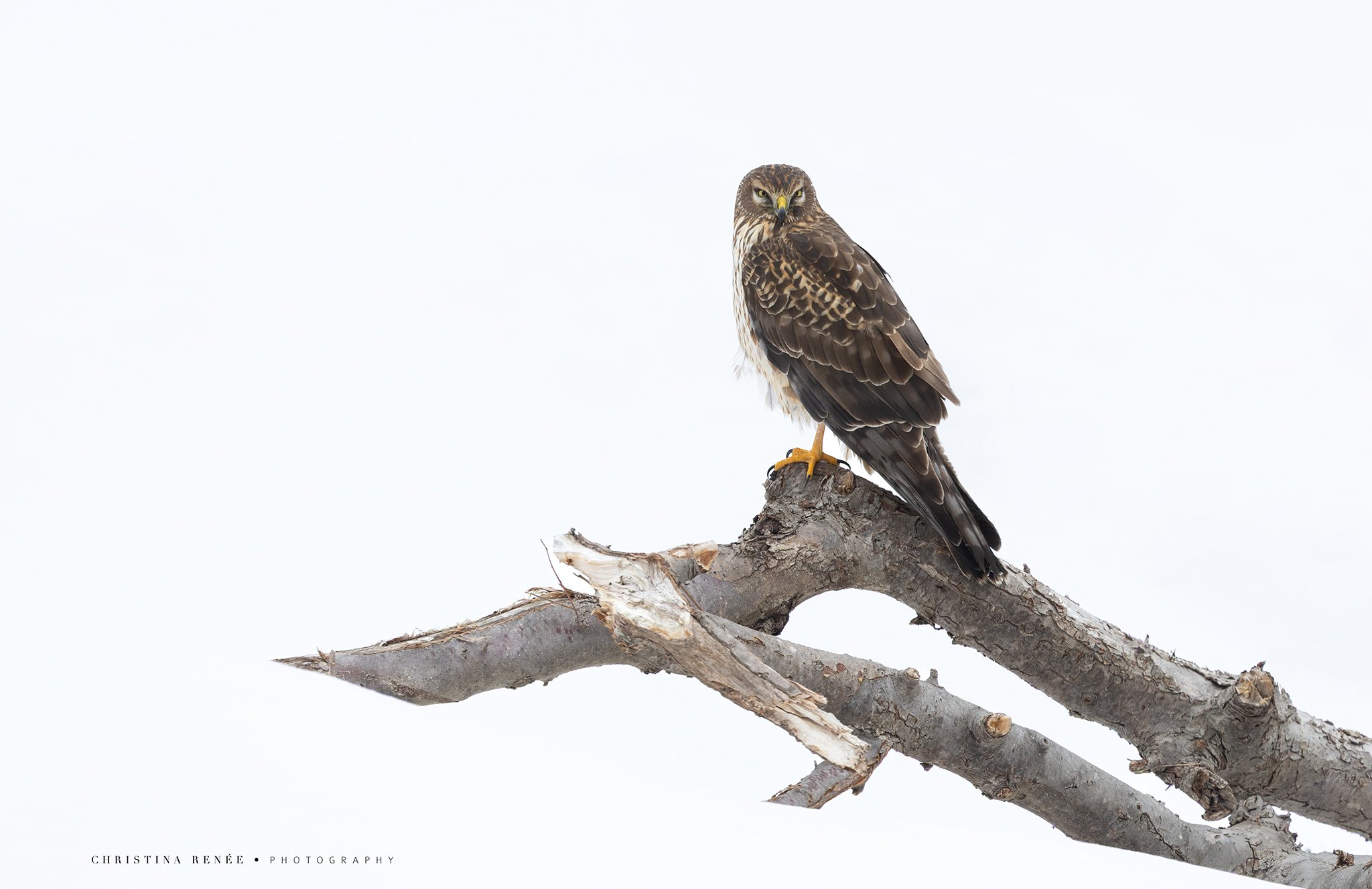 1F6A5042 christinarenee.jpg