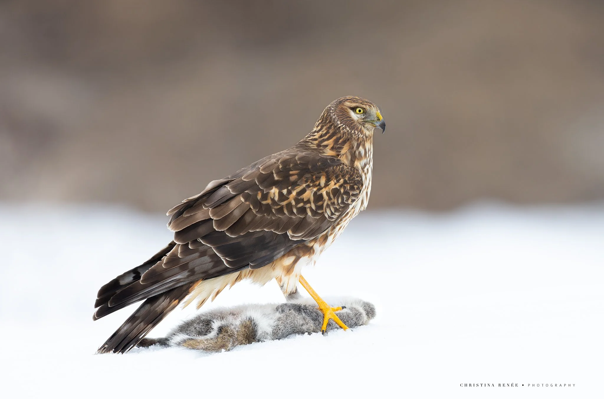 1F6A5160 christinarenee2.jpg