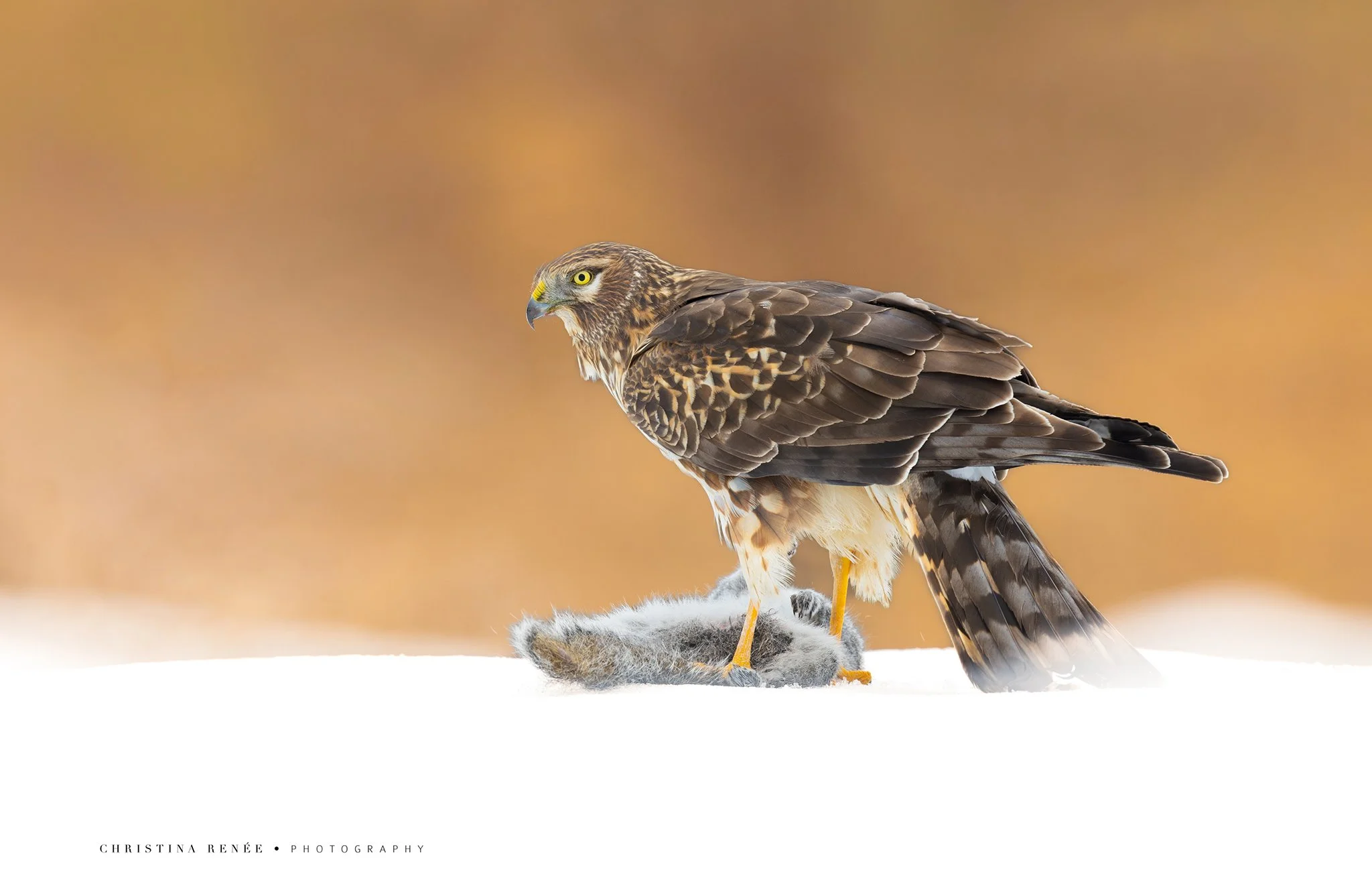 1F6A4925 christinarenee2.jpg