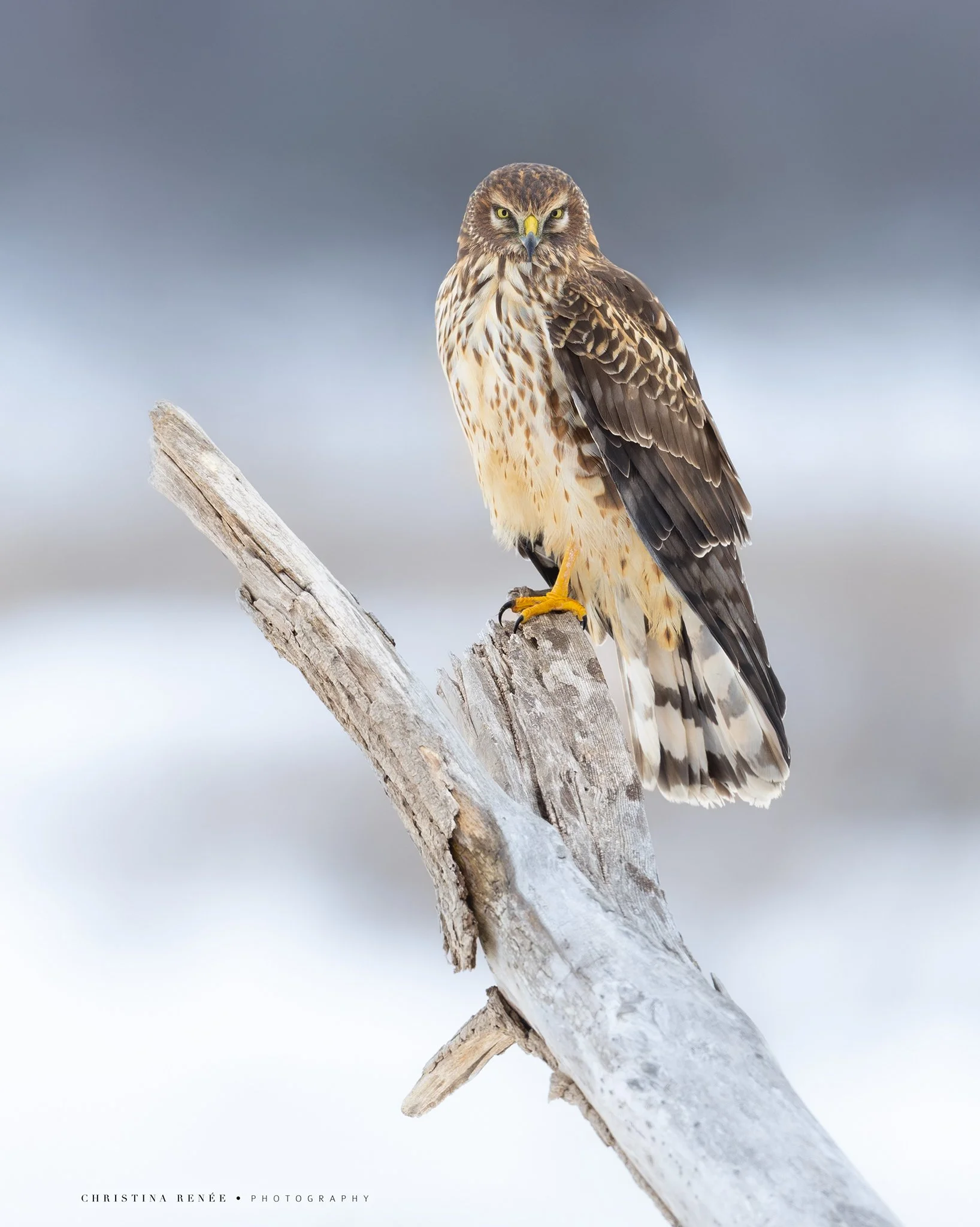 1F6A5569 christinarenee.jpg