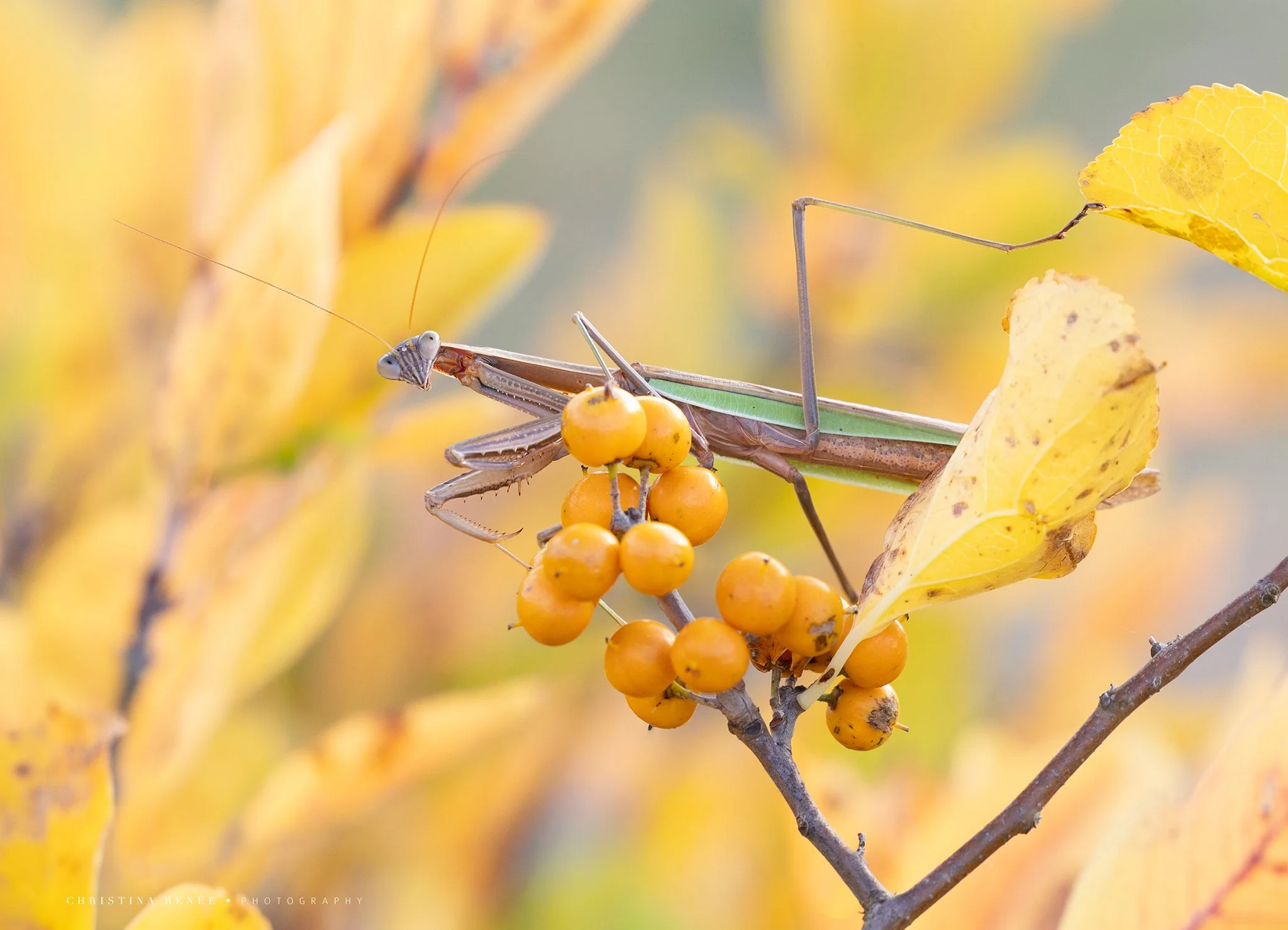 1F6A4050 christinarenee.jpg