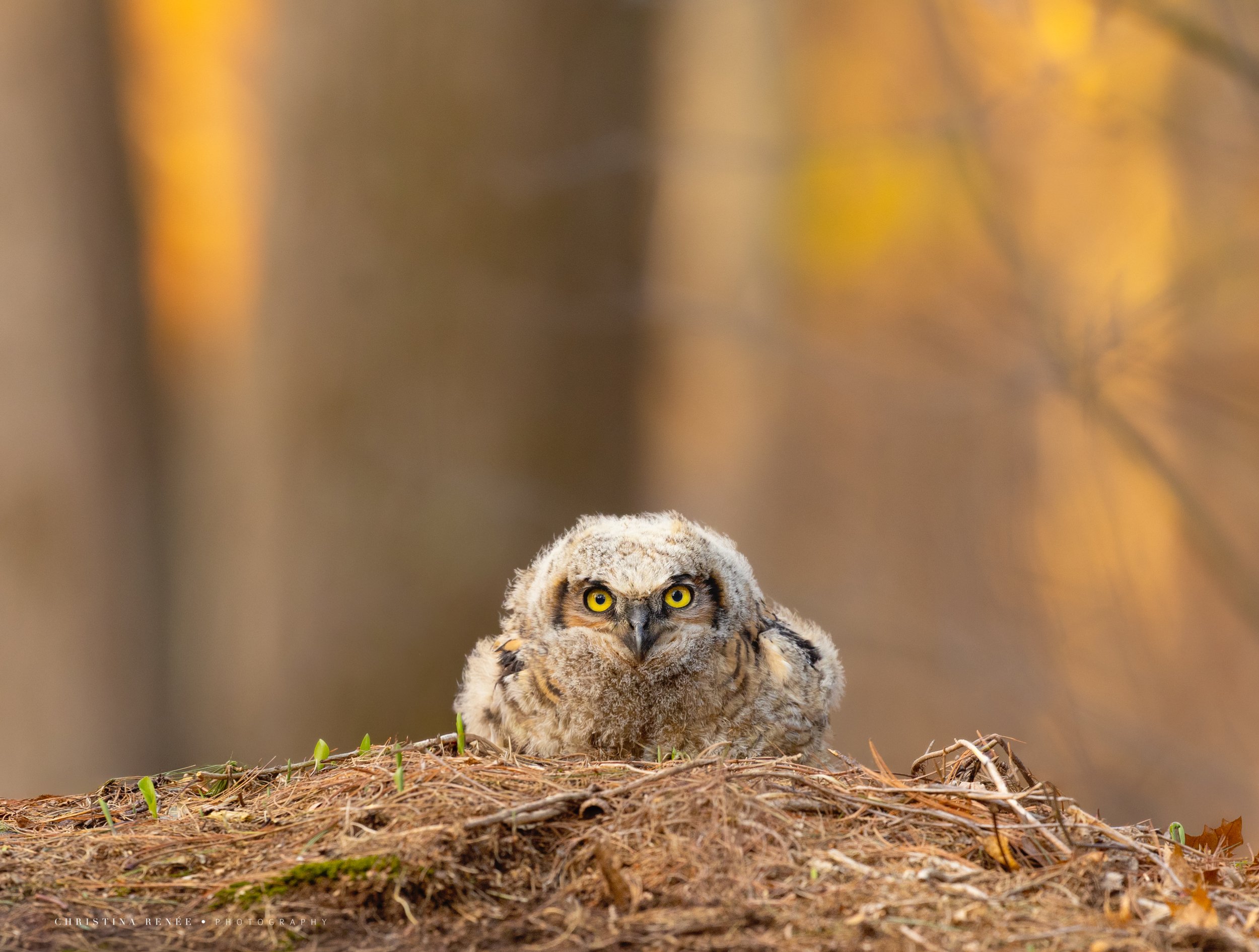 1F6A7648 christinacopy.jpg