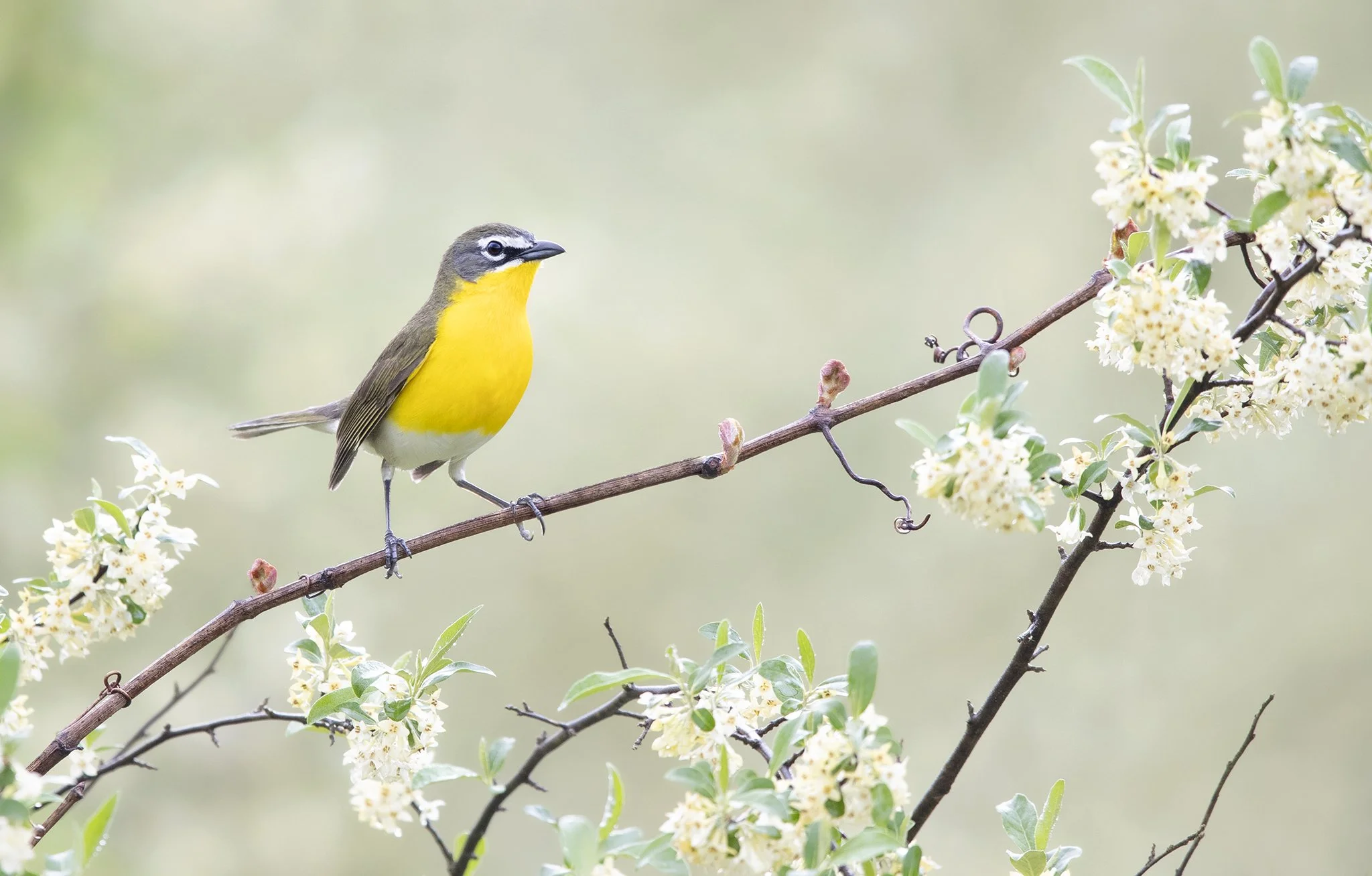 _S8I9738 feathercover.jpg