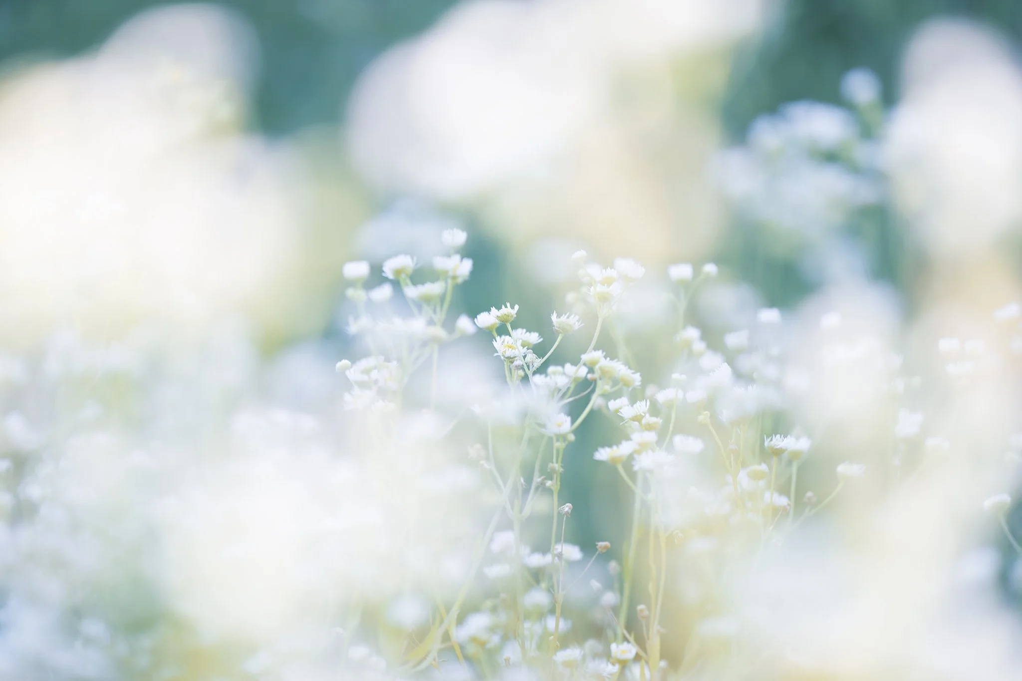 _T5I9974 christinareneecover .jpg