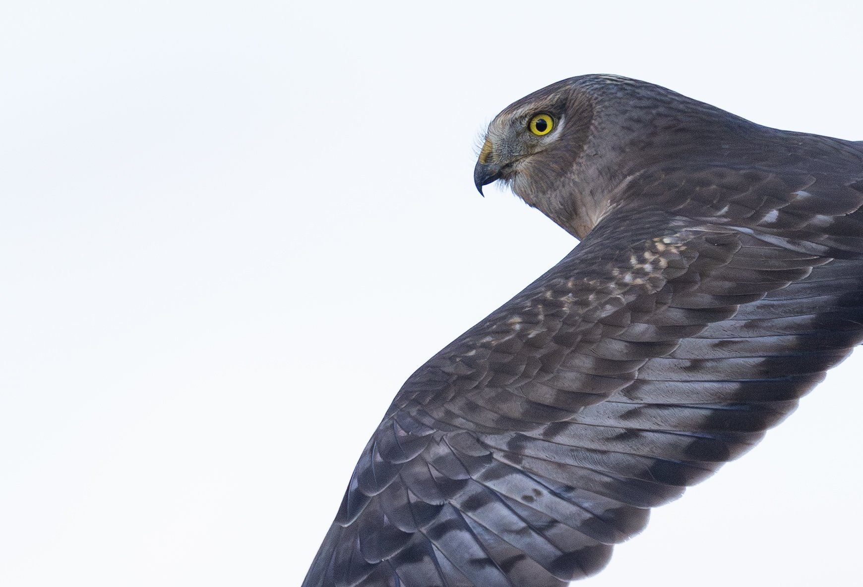 1D3A3751 covercopy.jpg