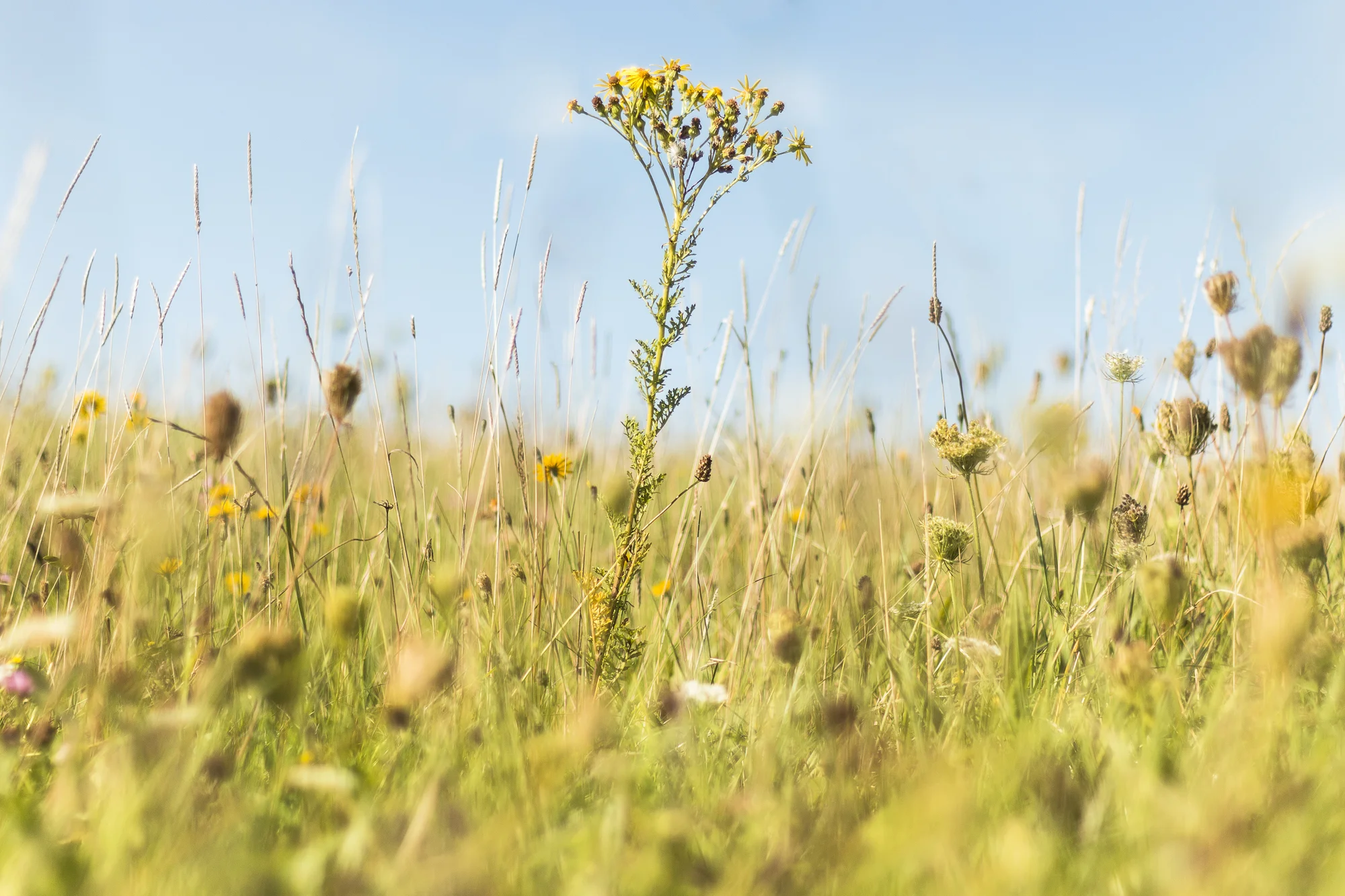 Meadow.jpg