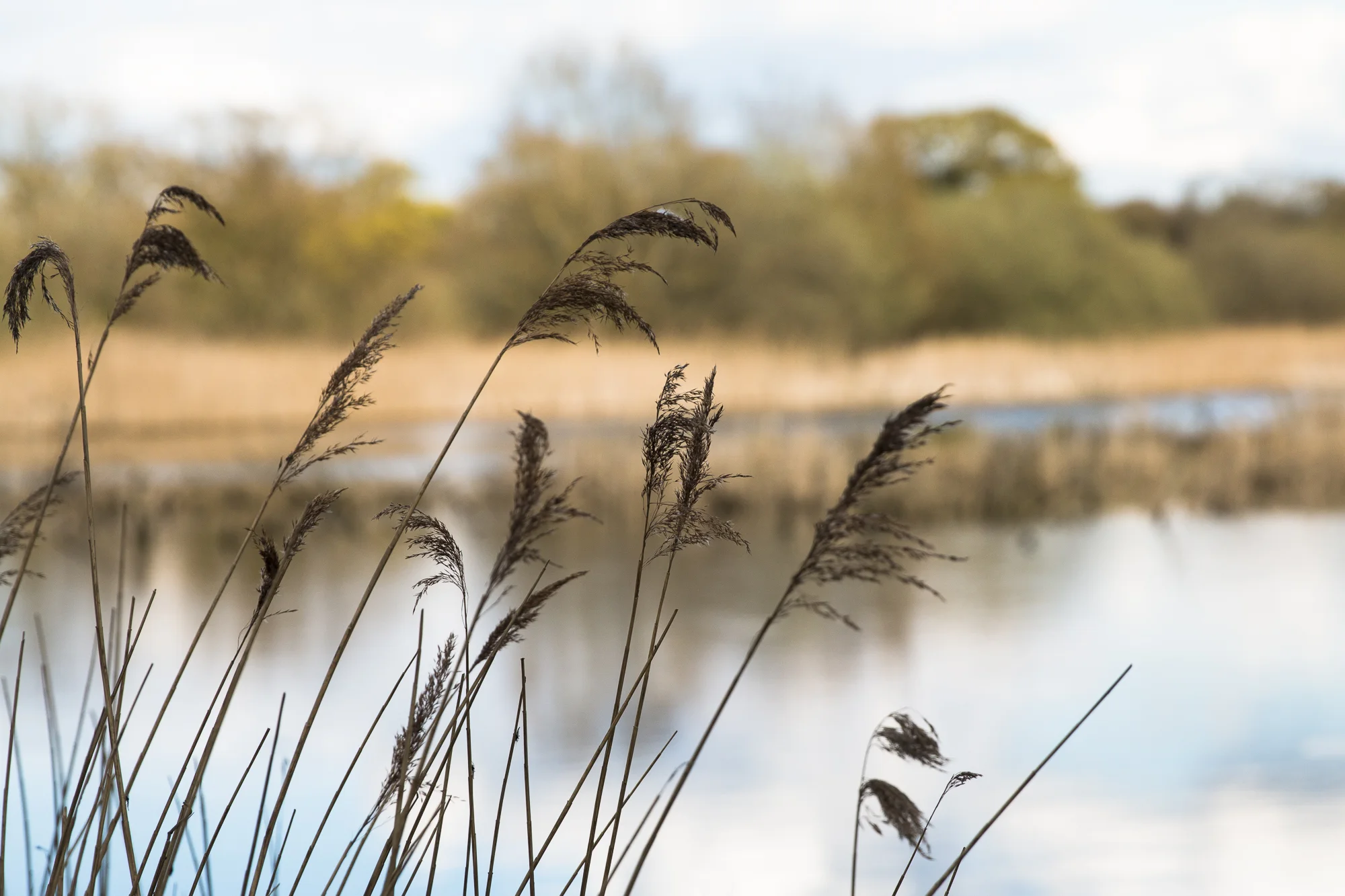 Wetlands I.jpg