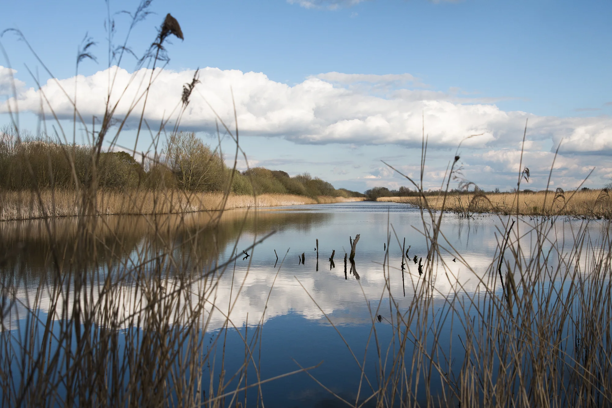 Wetlands II.jpg