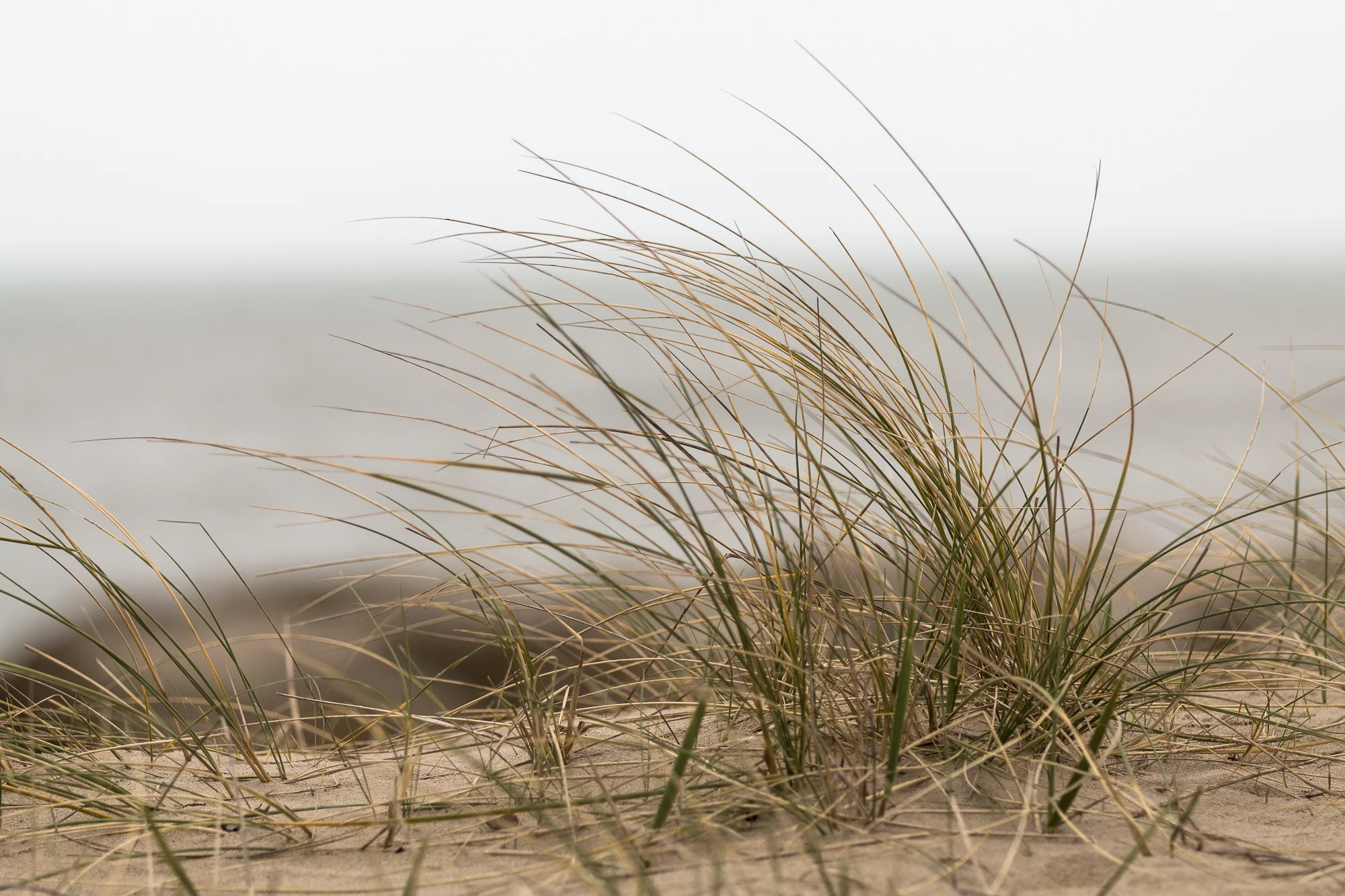 Windblown.jpg