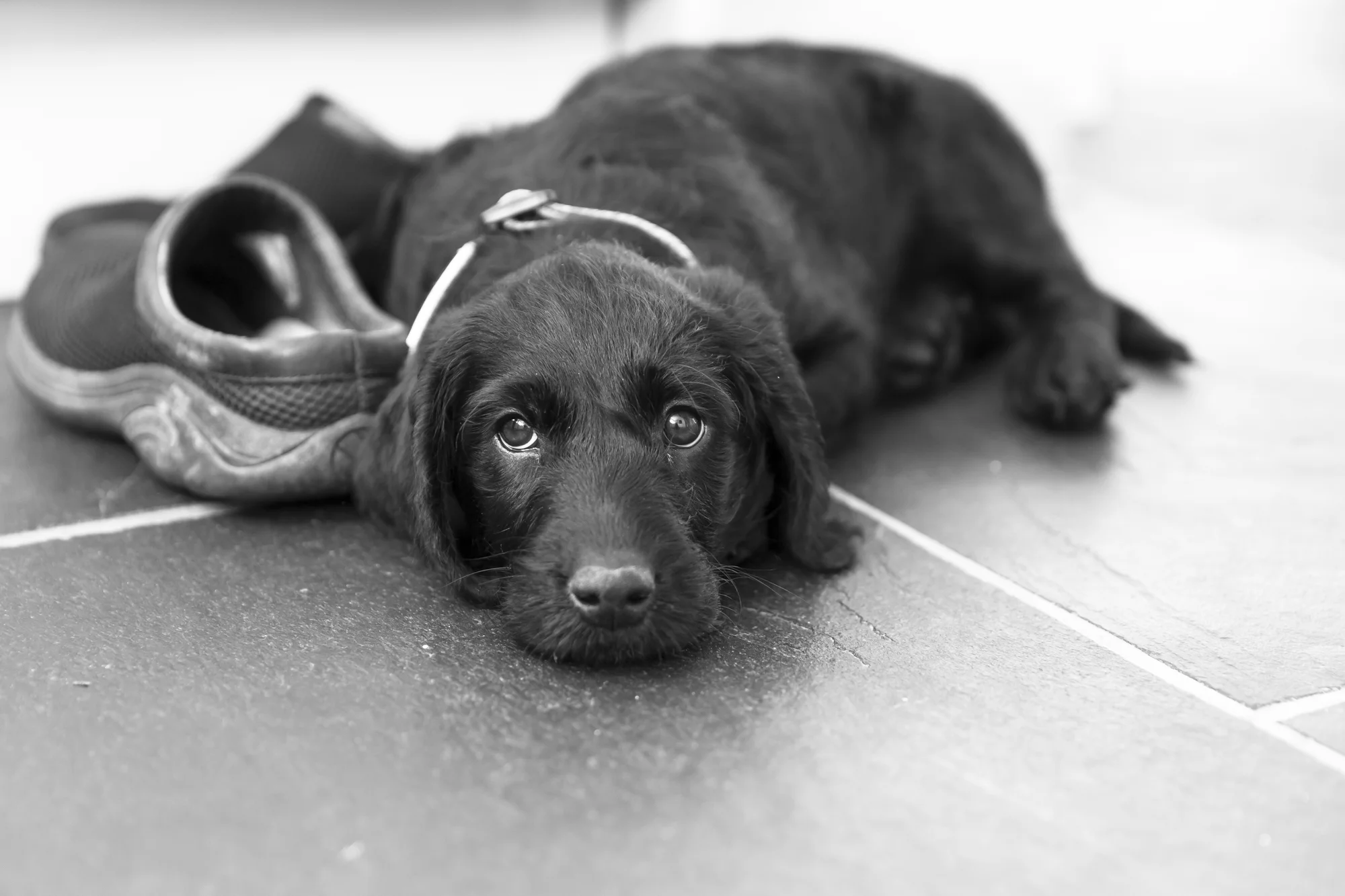 Finn 10 wks-7924.jpg