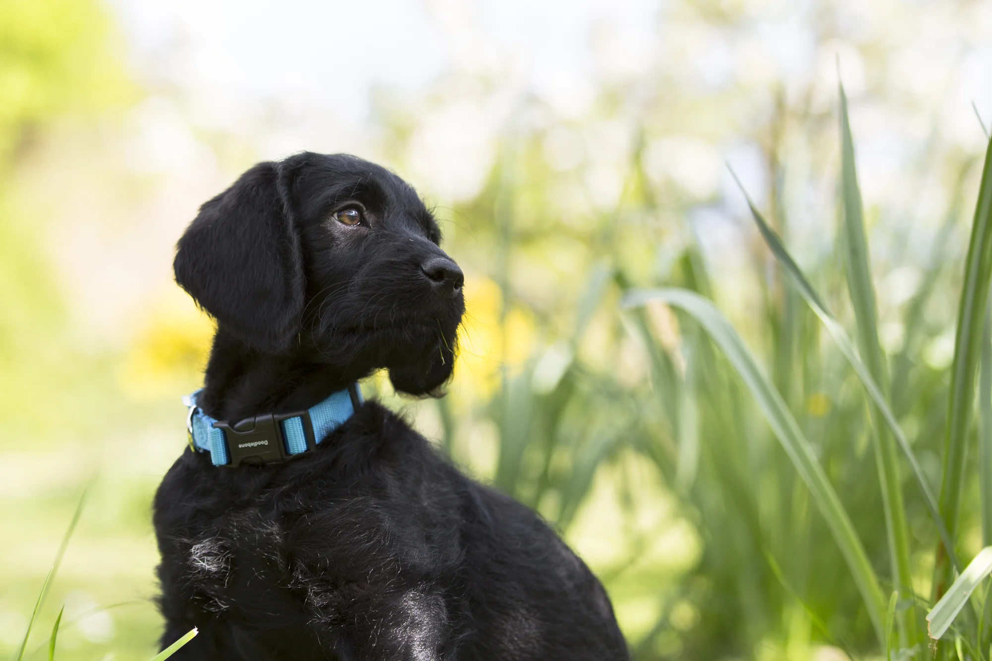 Finn 10 wks-7979.jpg