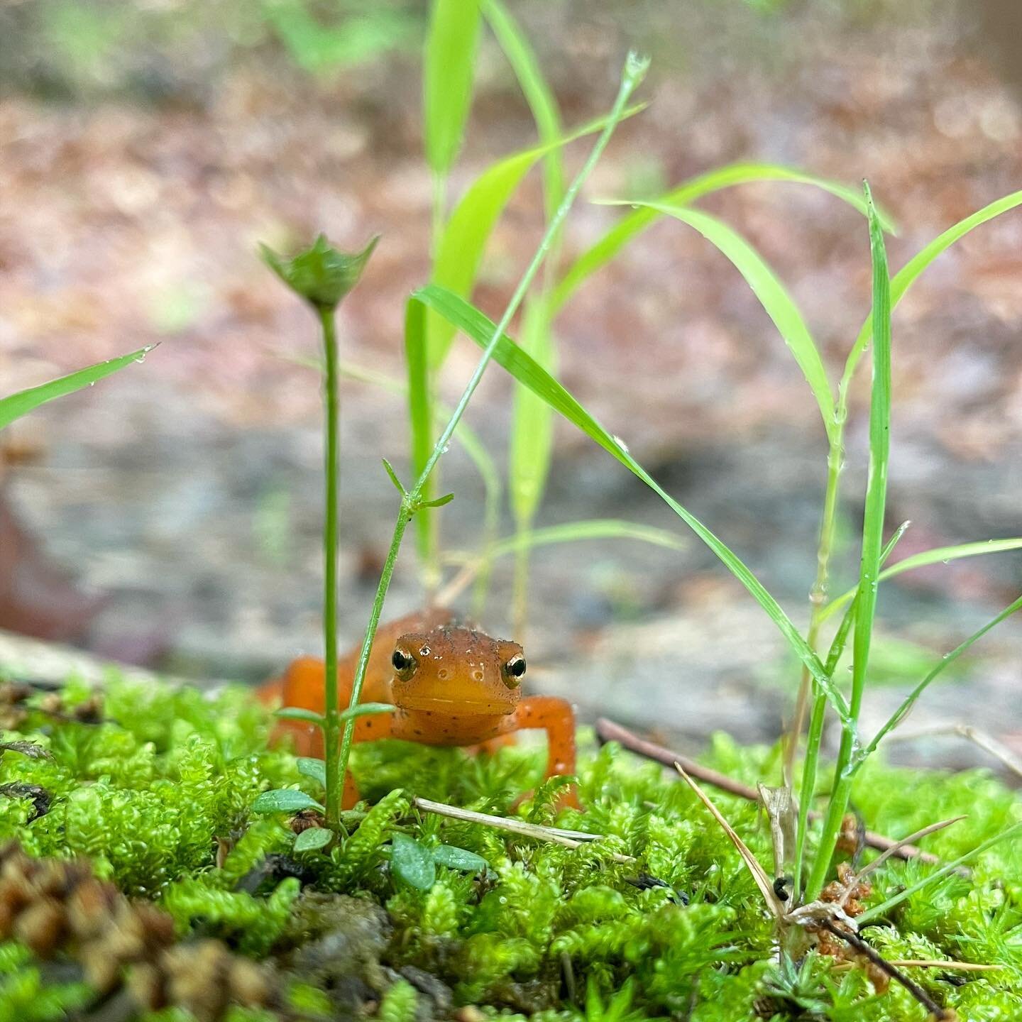 Went for a big rainy hike after a long dry spell and saw so many critters, including 22 (TWENTY TWO) happy soggy red efts. I took all of these as reference photos with the intention of doing some drawings but they&rsquo;re too cute, it feels a little