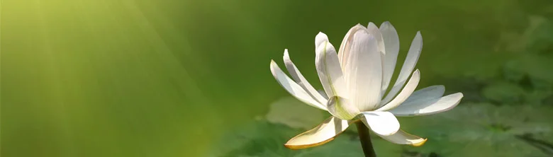 Lotus Banner 1.jpg