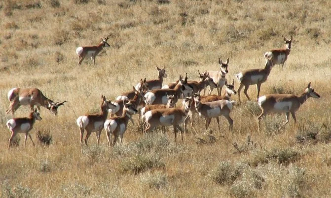 and%20the%20antelope%20play%20fixed.jpg