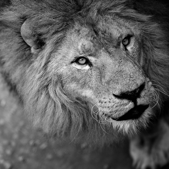 lion 2.jpg