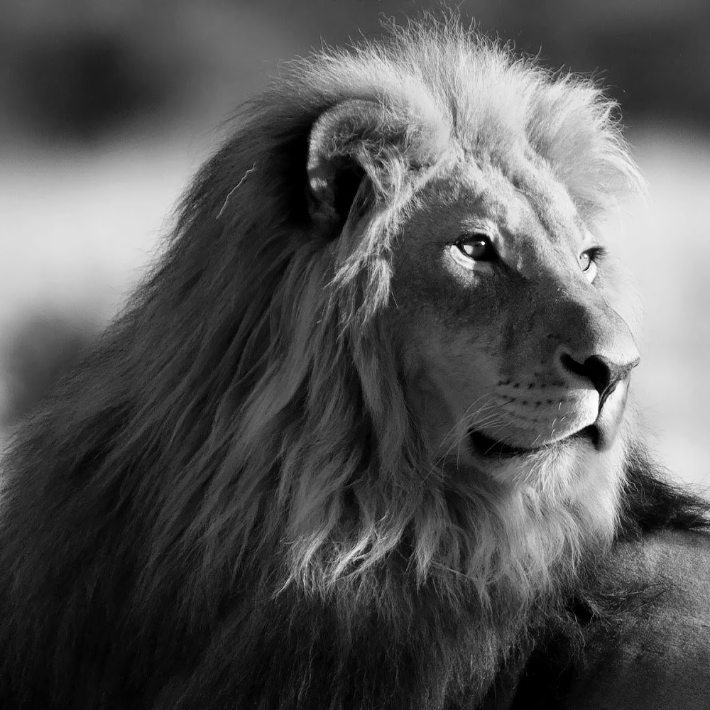 majestic lion 2.jpg