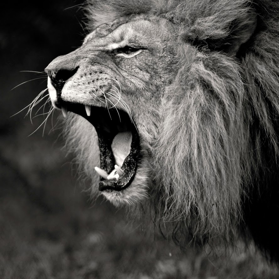 majestic lion 3.jpg