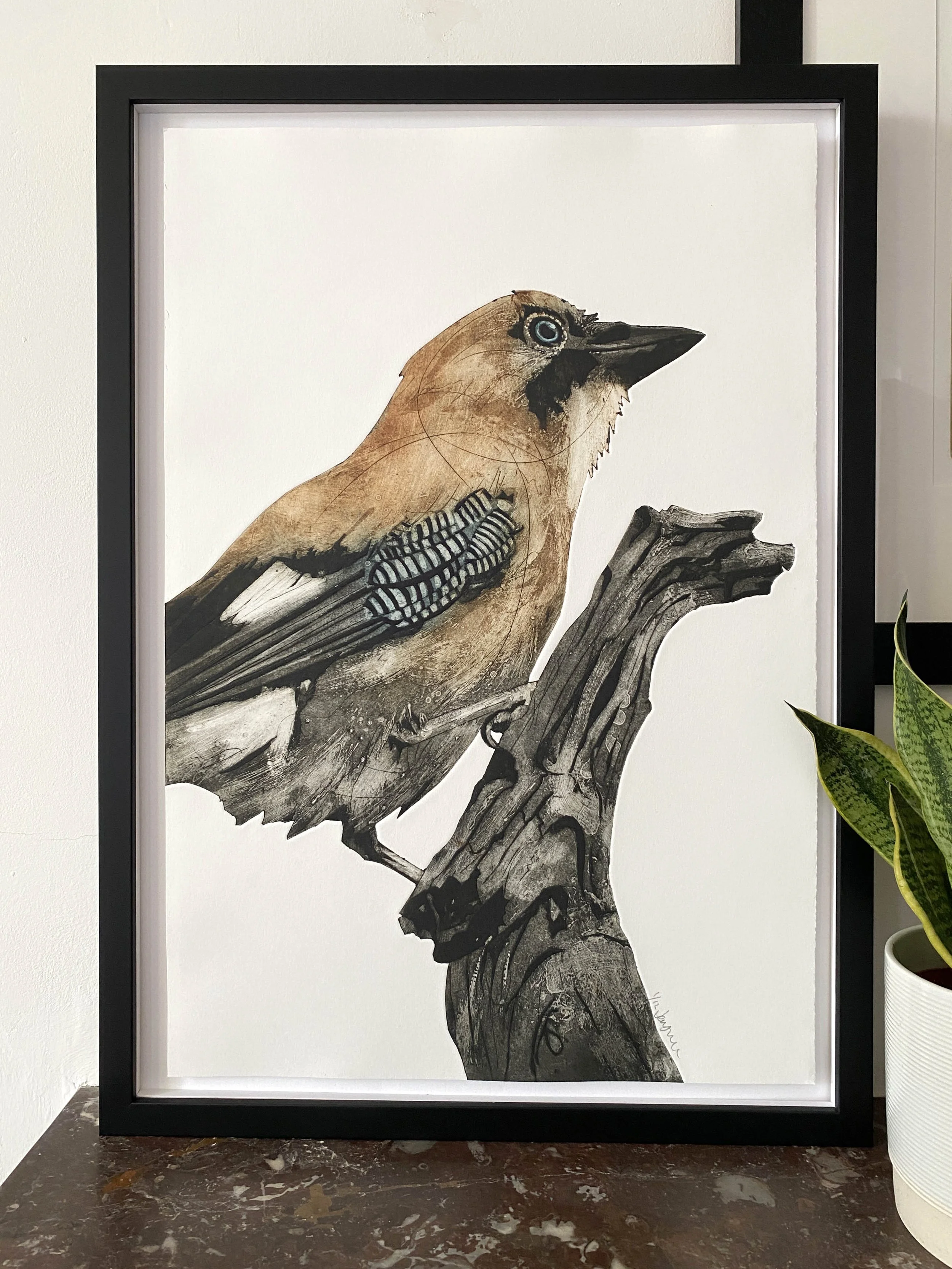 Fearless - Eurasian Jay (Garrulus glandarius)