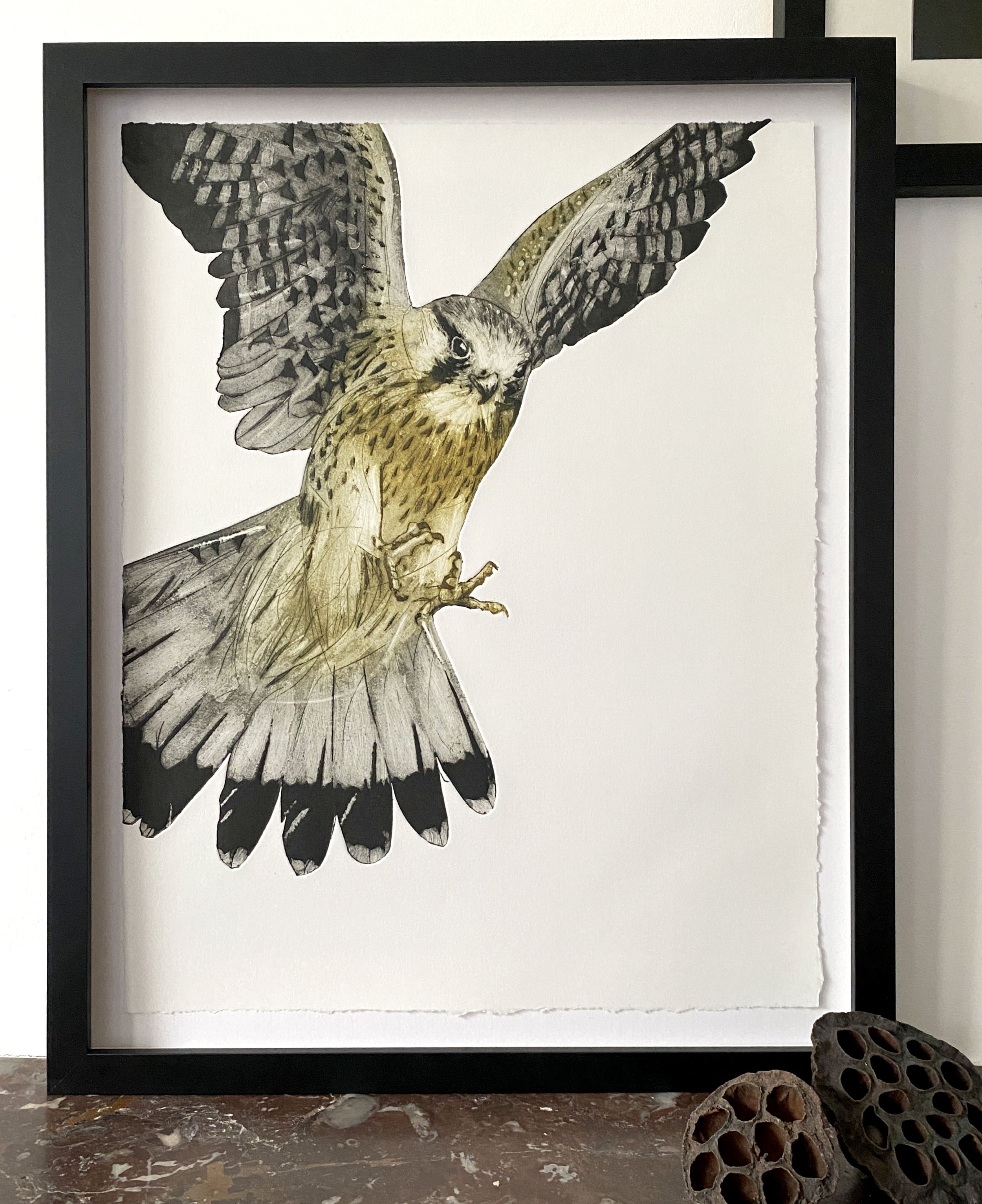 Kestral - FOCUS FRAMED SMALL .jpg