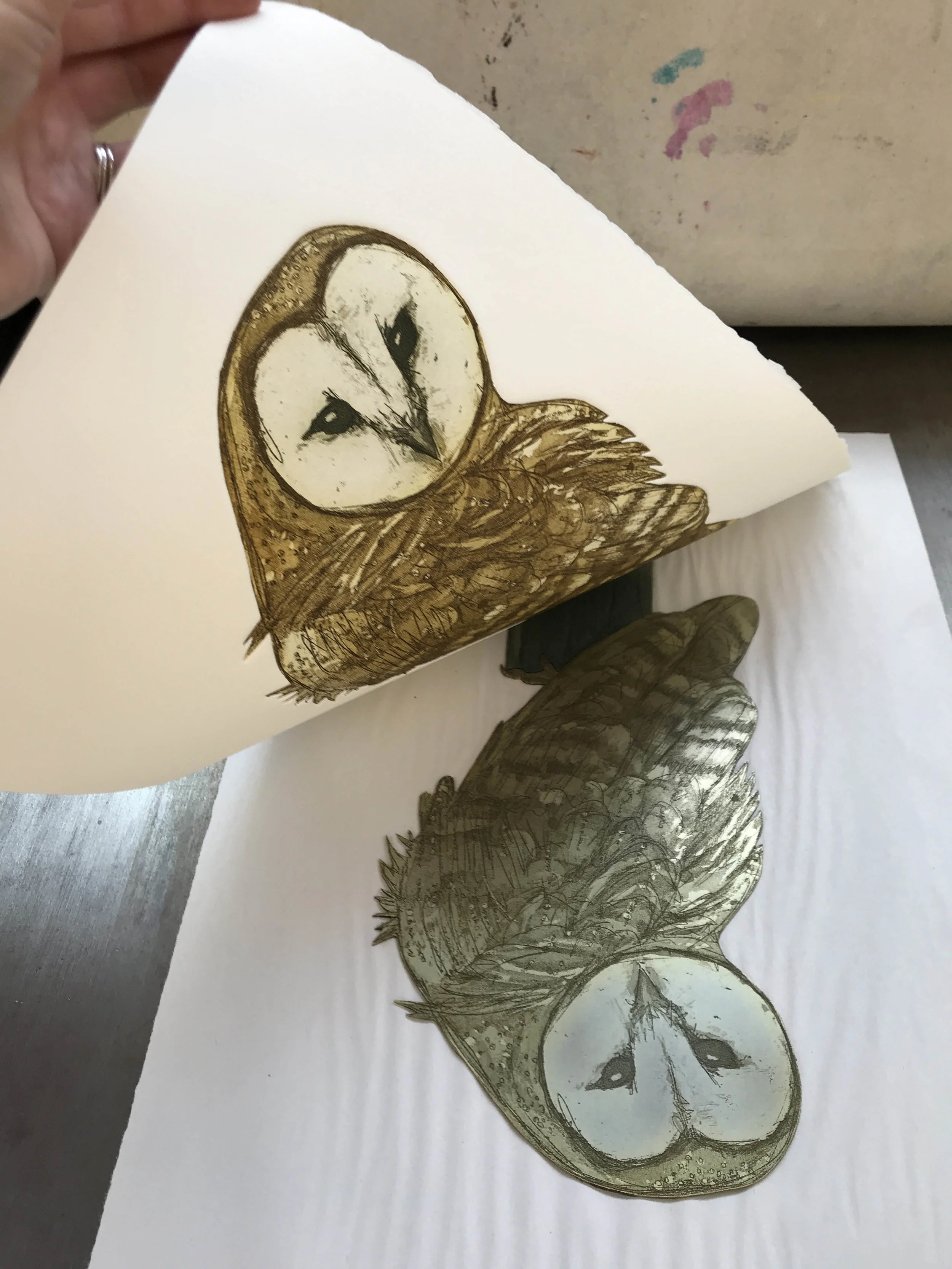 barn owl reveal 1 small.jpg