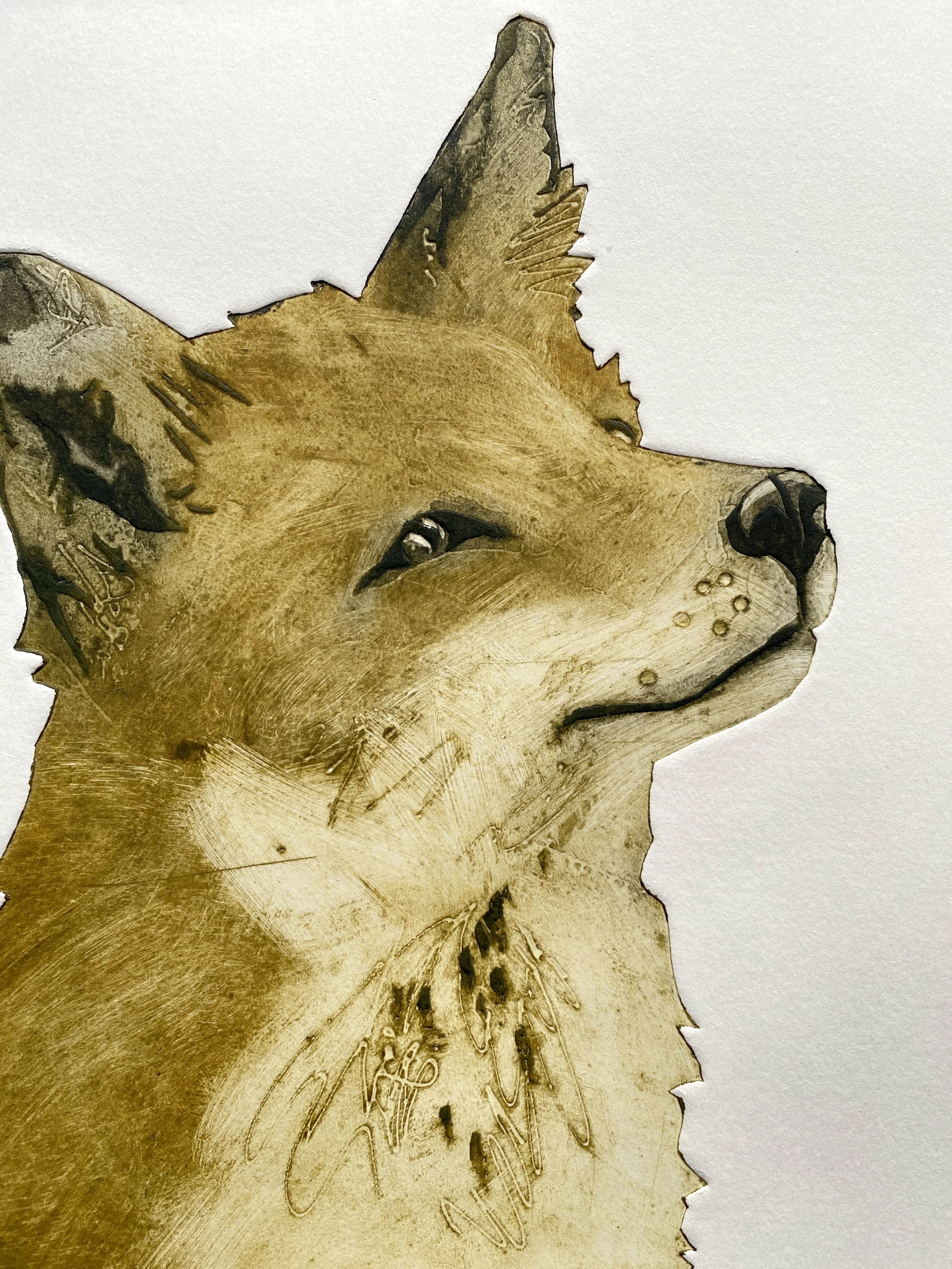 FOX ABLE face detail SMALL .jpg