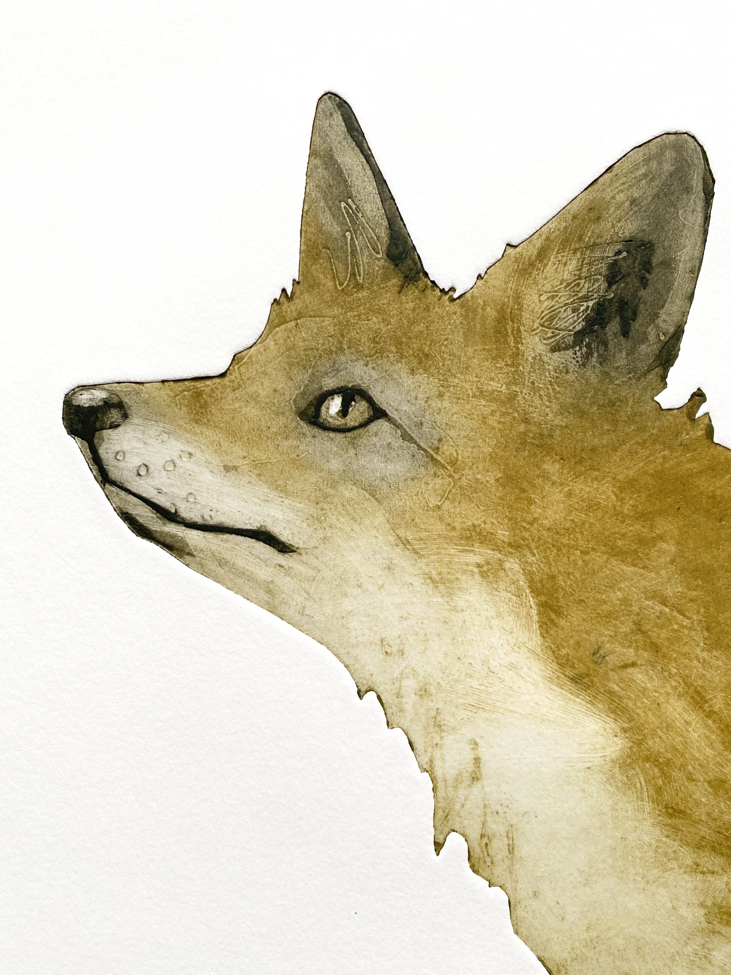 KEEN fox face detail SMALL  .jpg