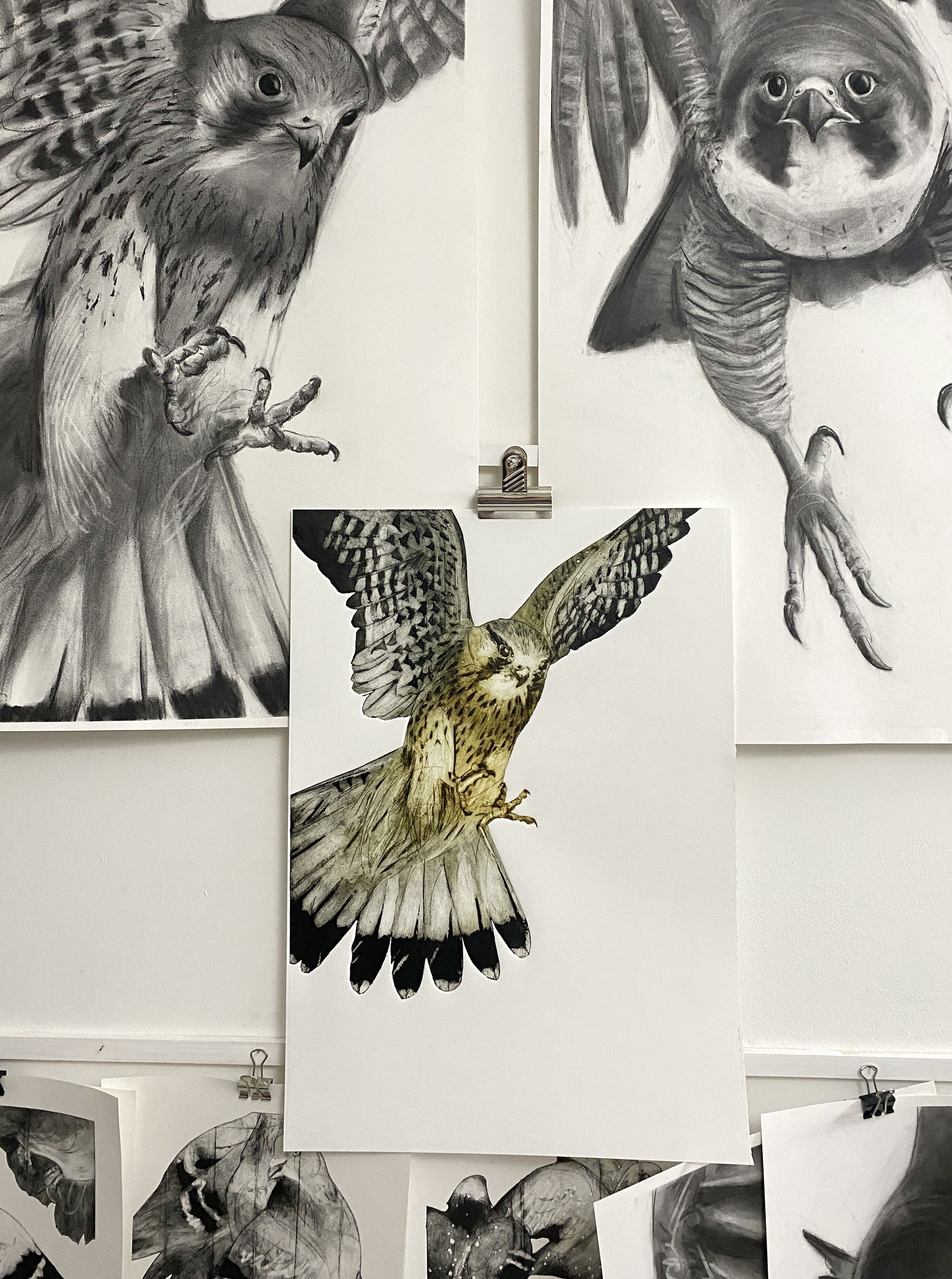 Kestral - FOCUS studio wall SMALL.jpg