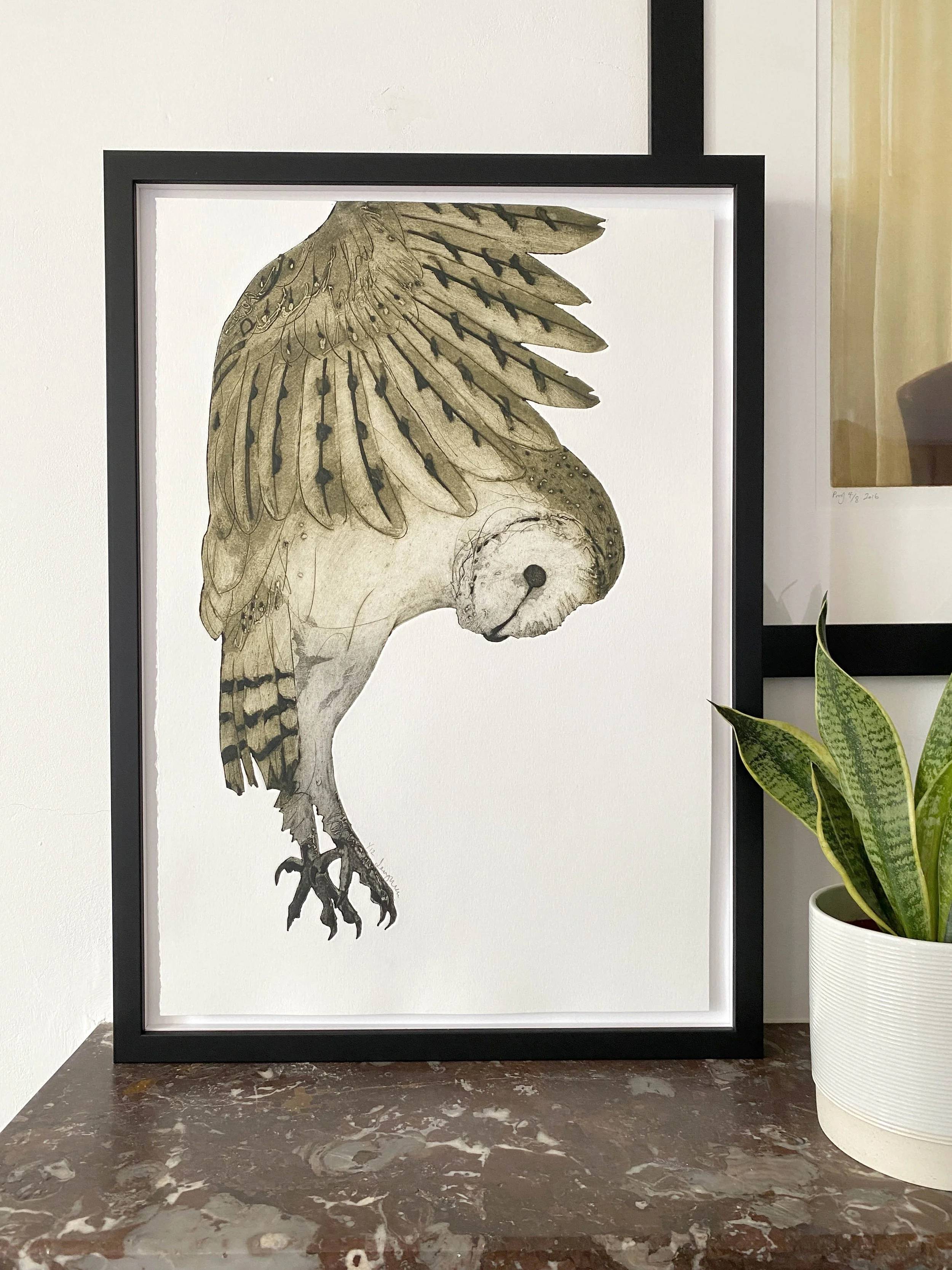 Pursuit - Barn owl (Tyto alba)