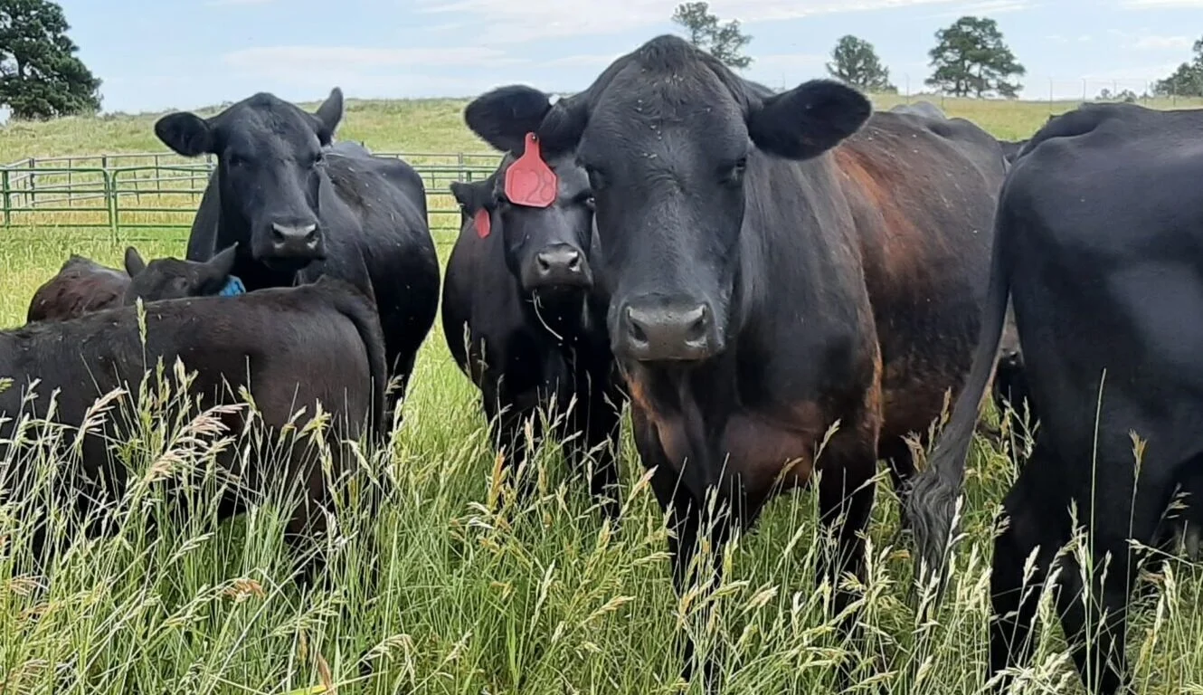   Holistic Financial Planning and Holistic Land Planning 2026