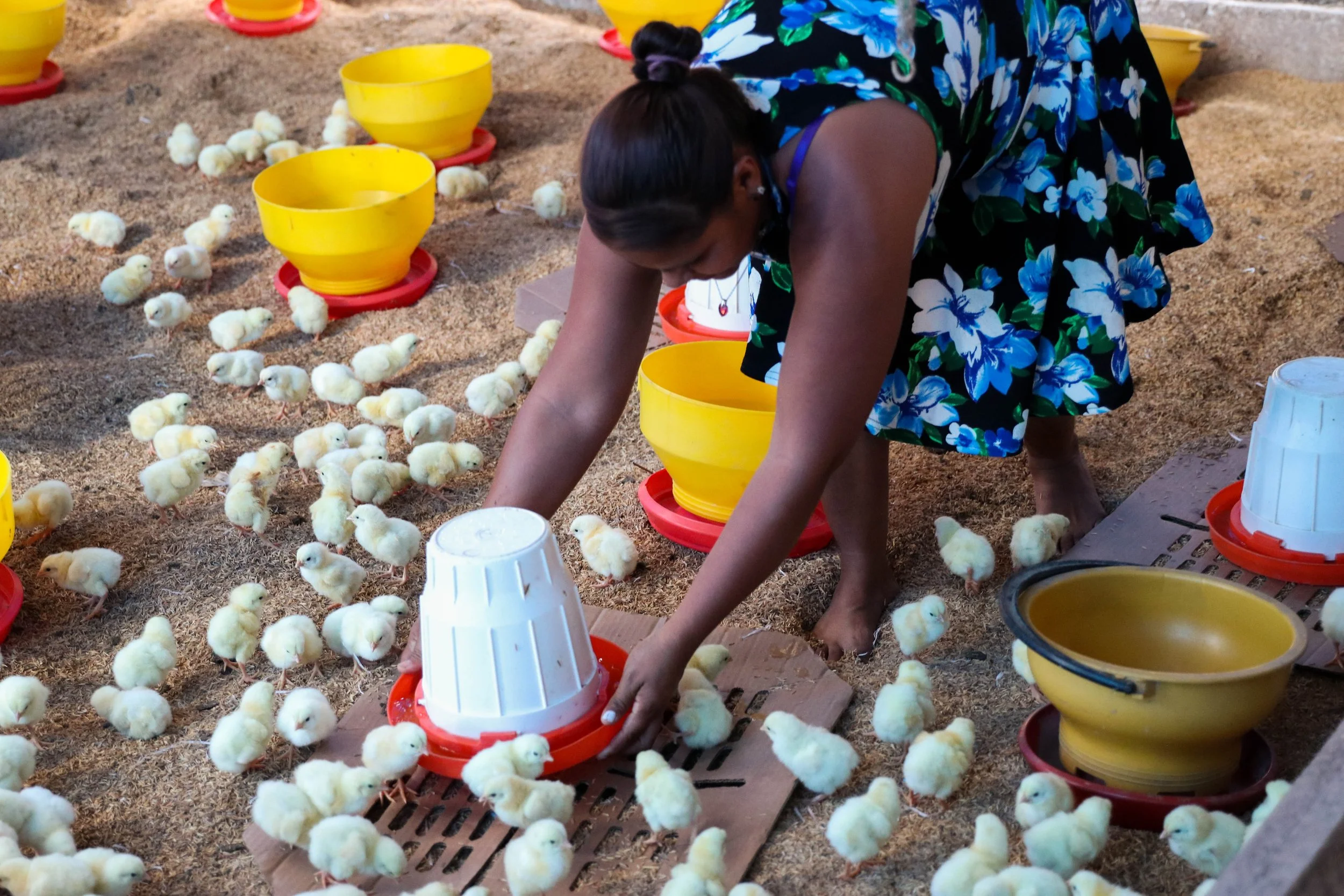 chickenbusiness-16.jpg
