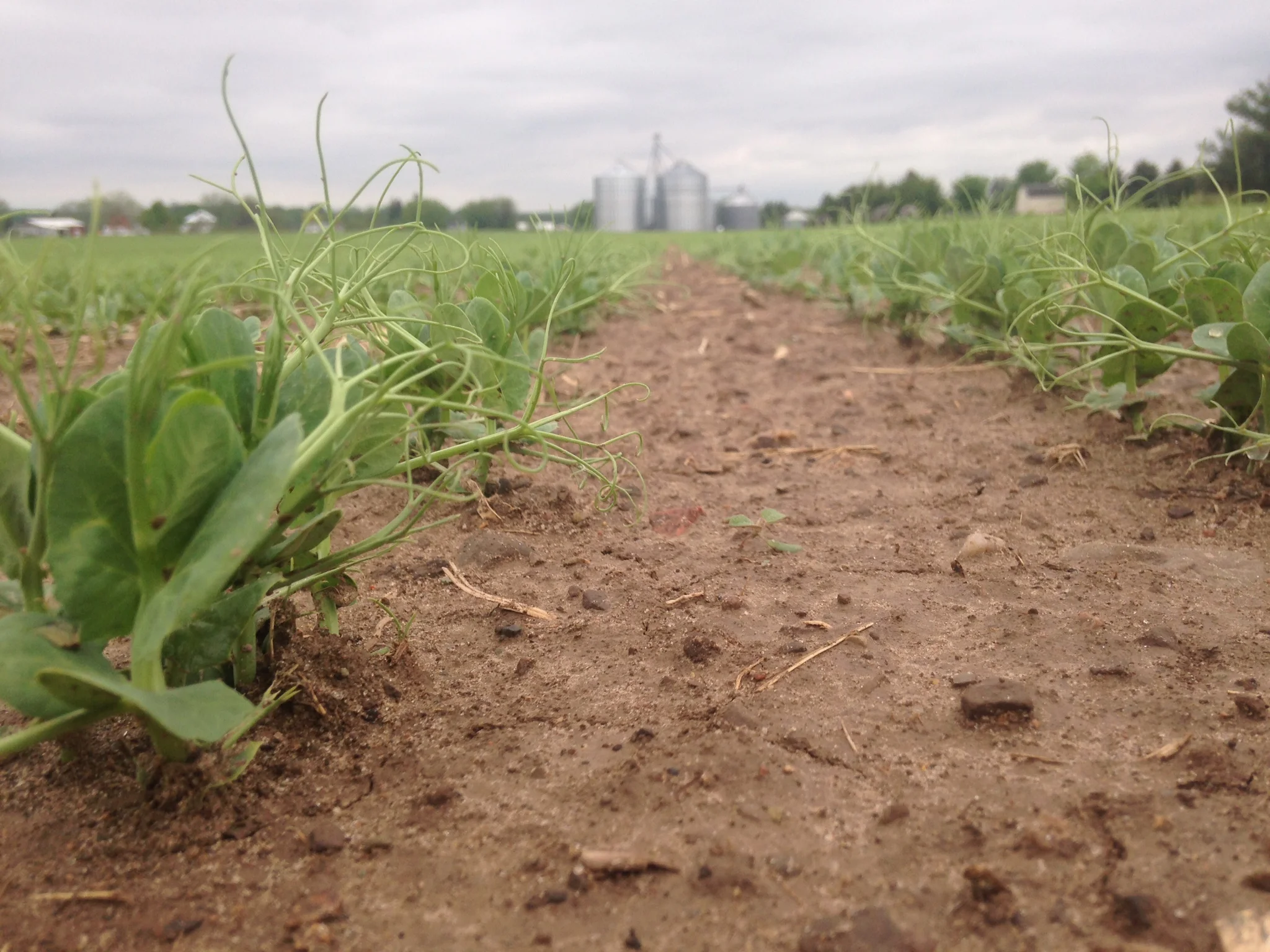 Pea seedlings.JPG