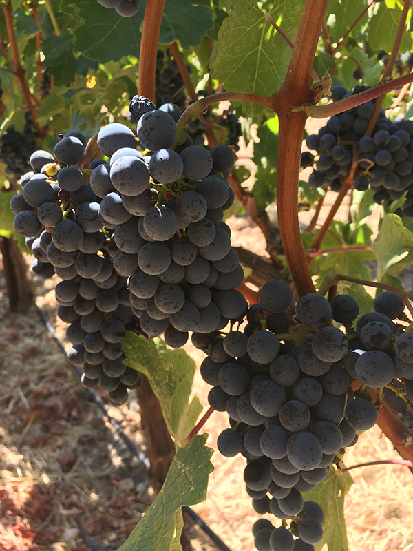 sobre-vista-vineyards.png