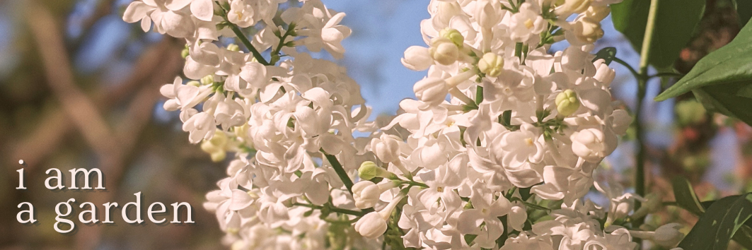 the lilacs in the backyard are blooming