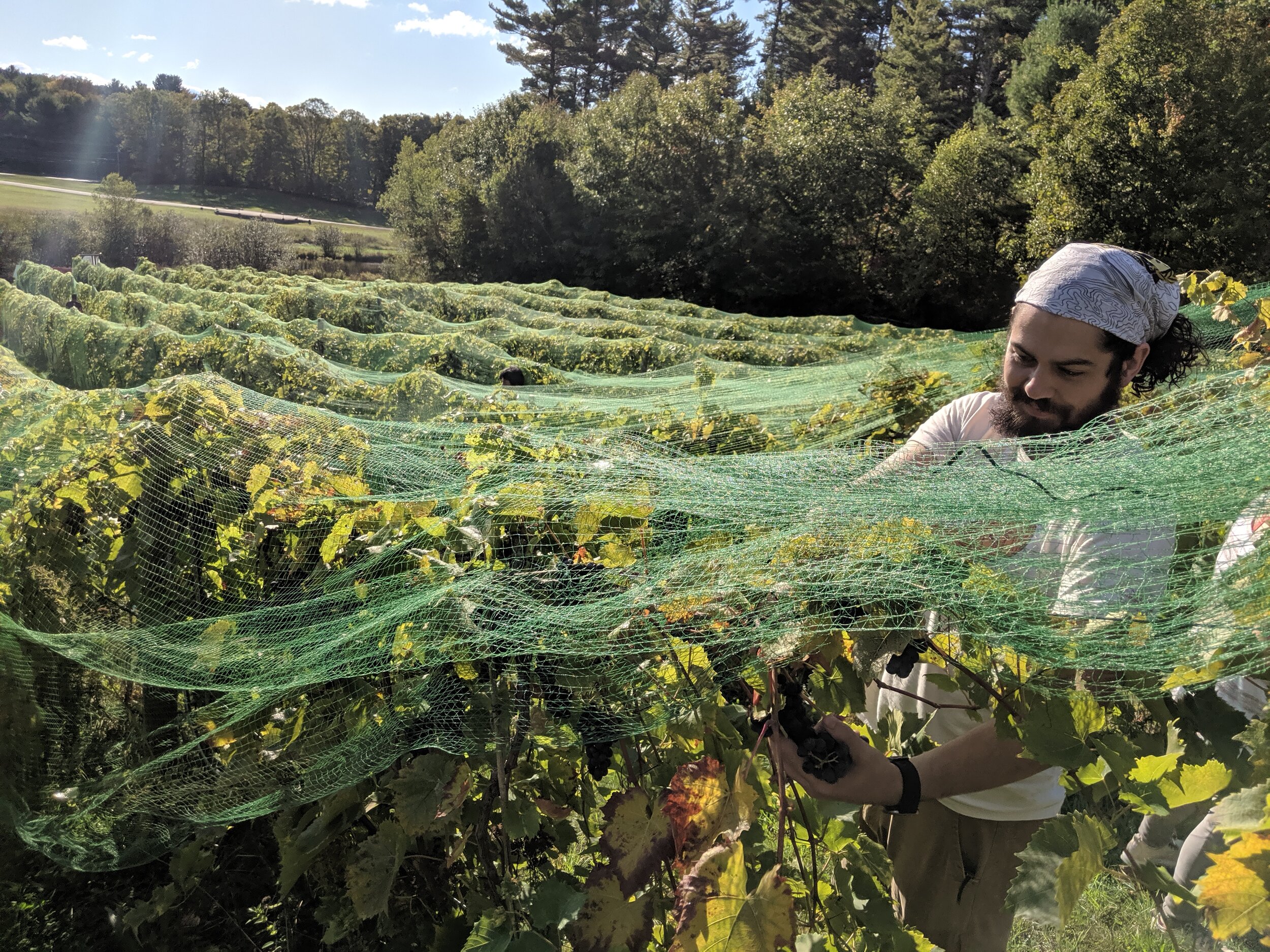  Harvesting grapes at Agronomy Vineyard in MA 