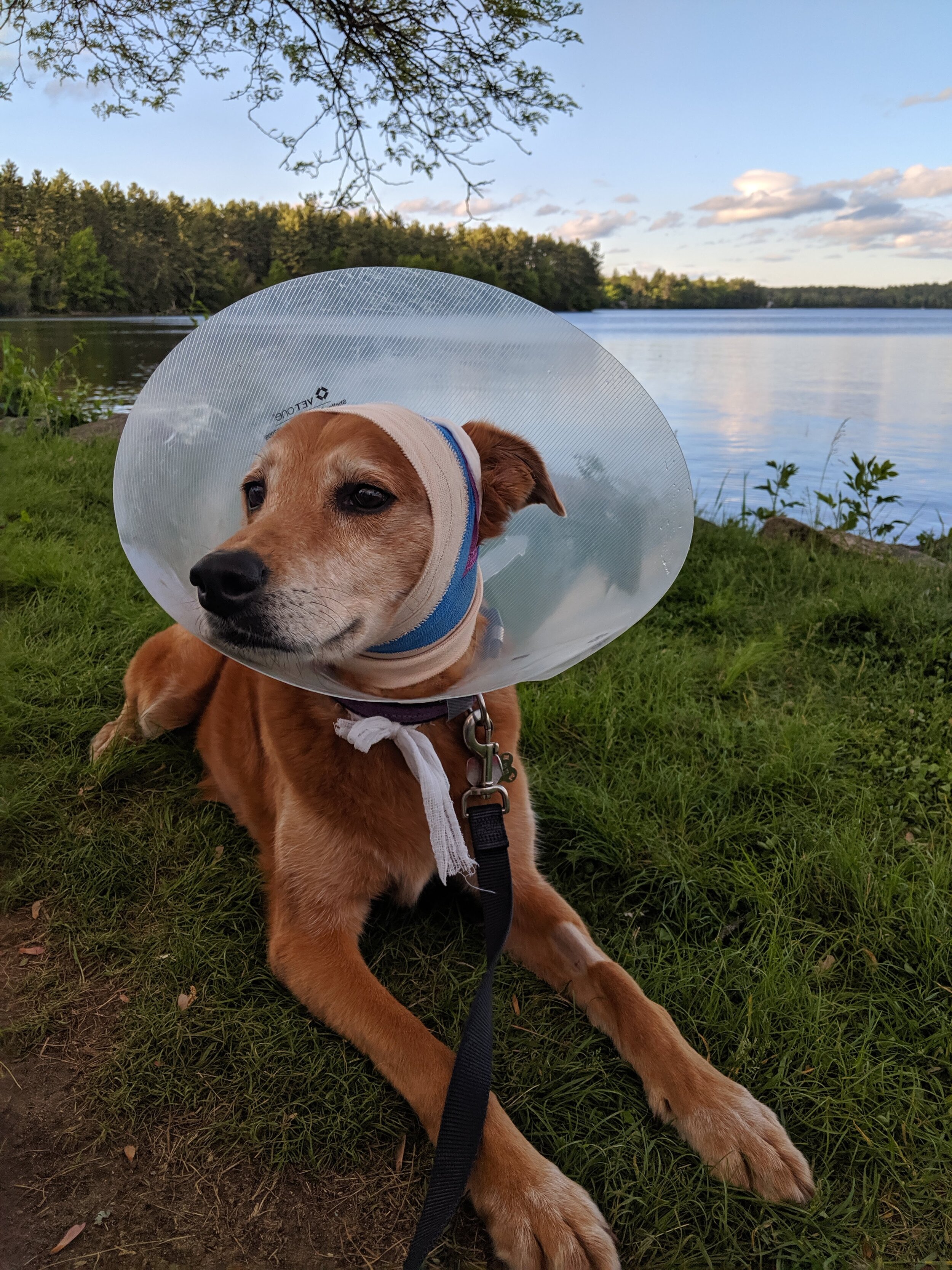  Nadia recovering from surgery on the road in New Hampshire 