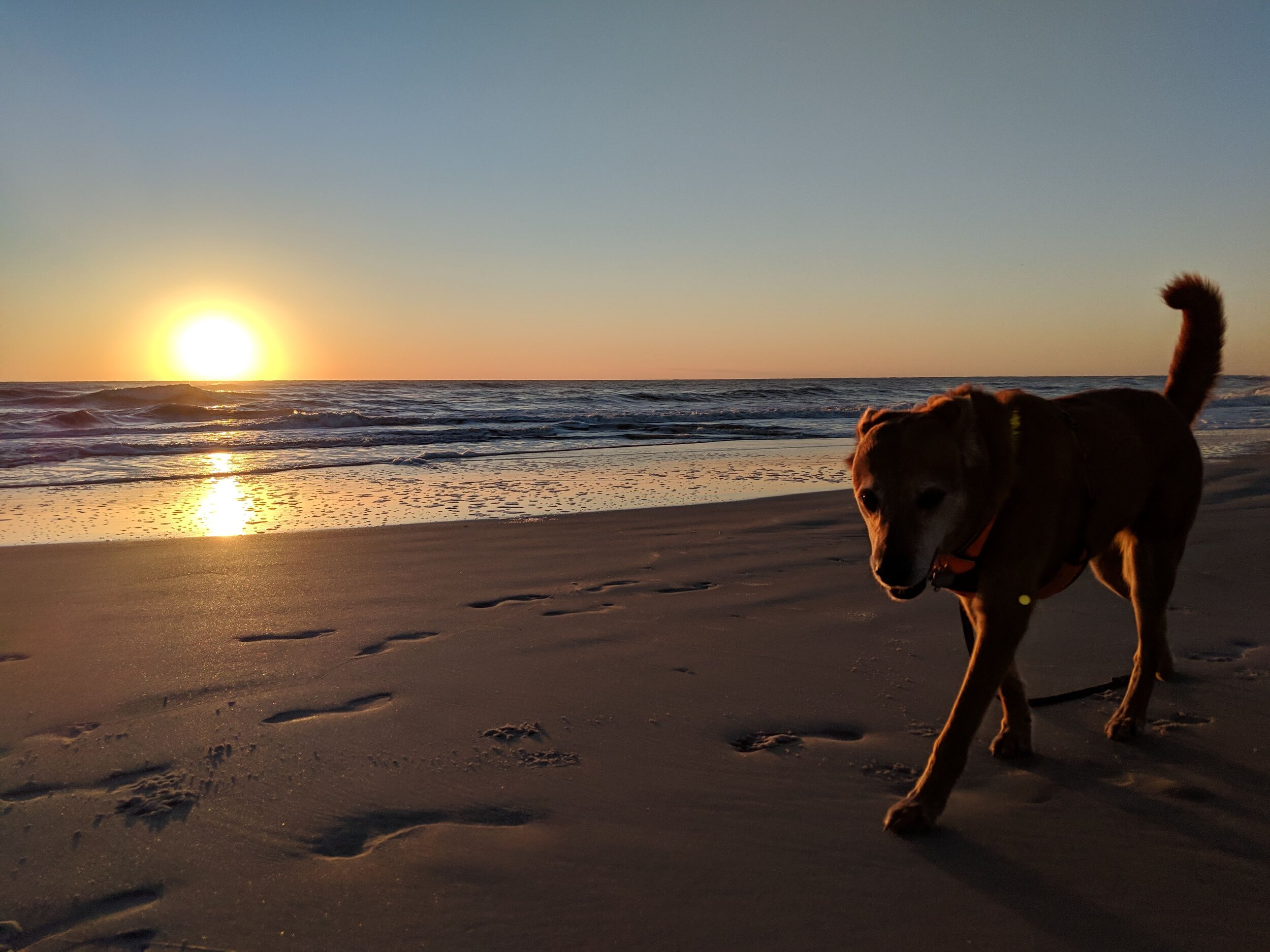  Sunrise dog run in Florida 