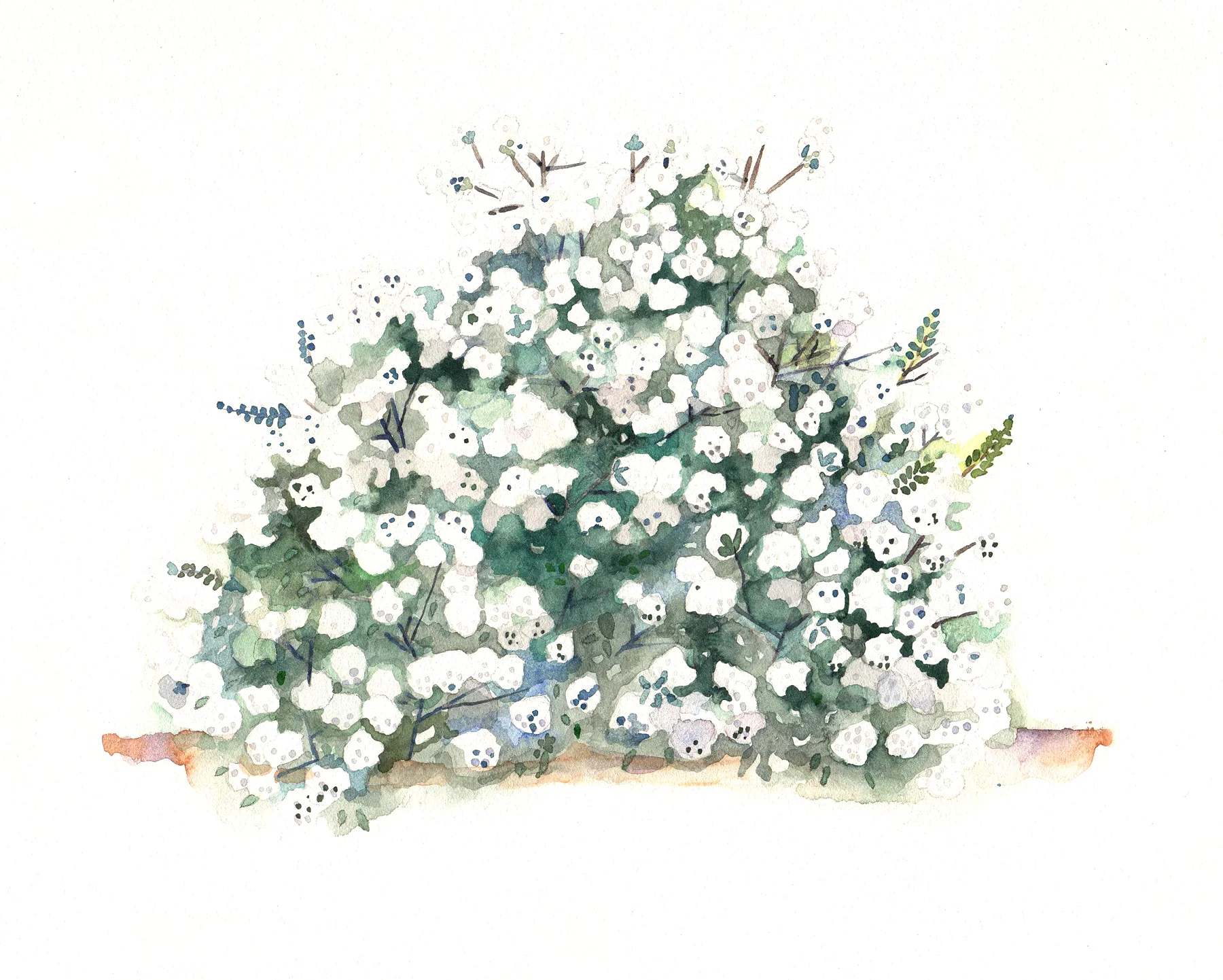 Fine Gardening Magazine