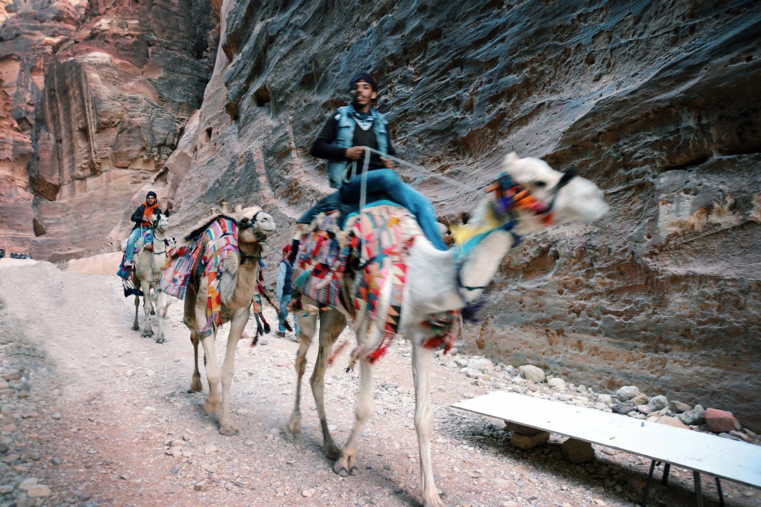 camel2.jpg