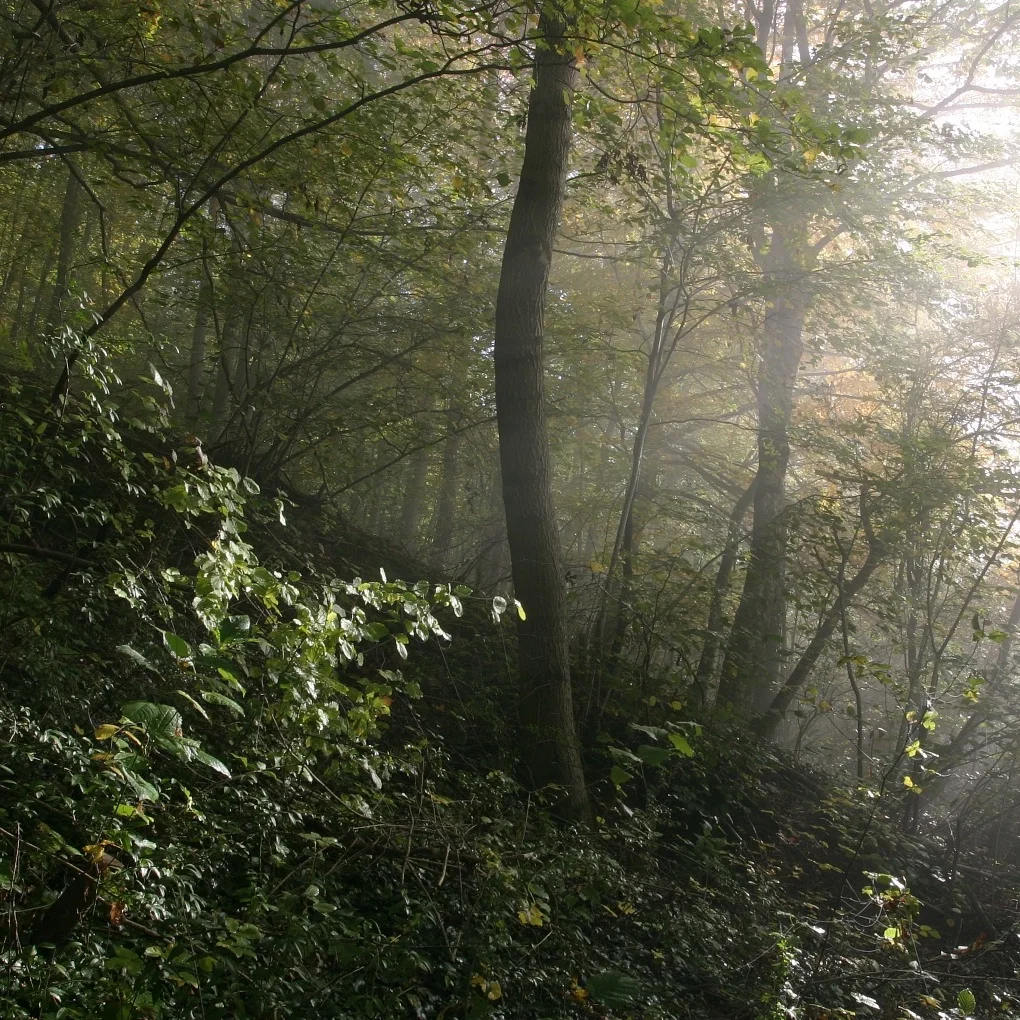woods.jpg