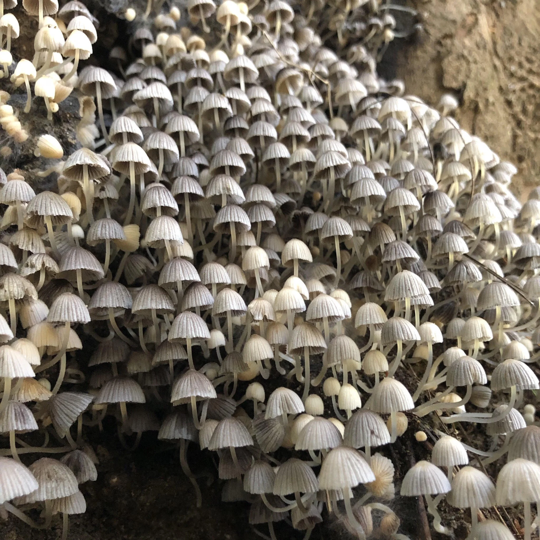 mushrooms.jpg