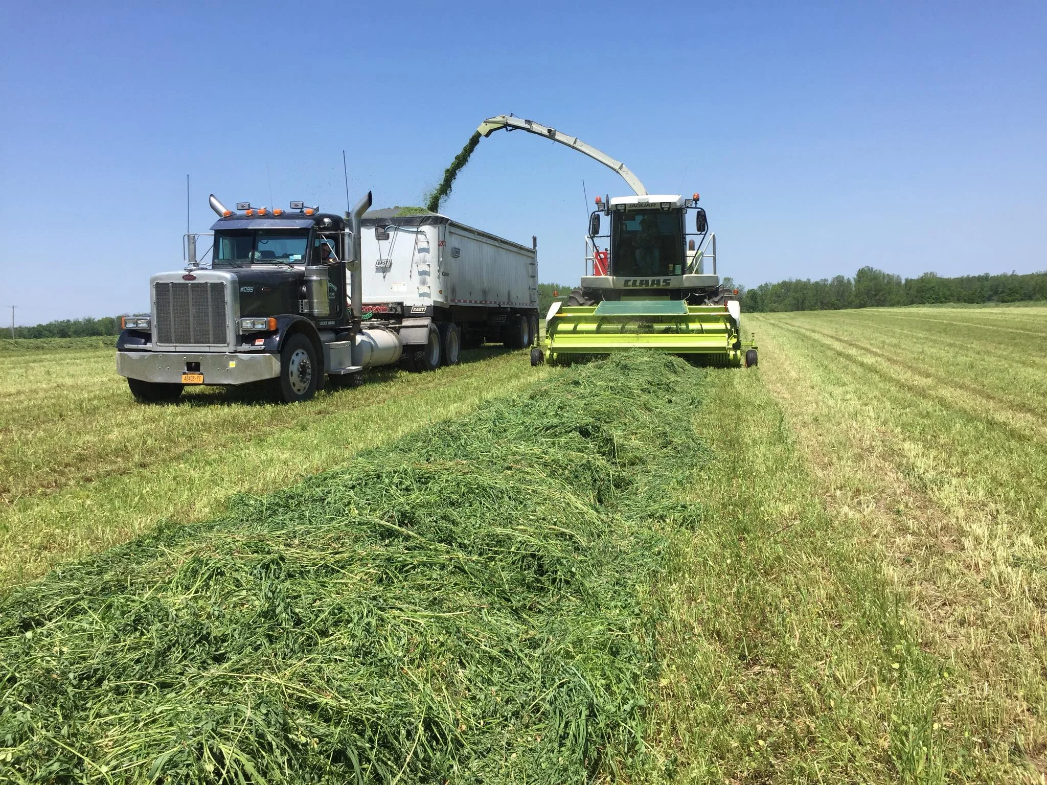 hay.jpg