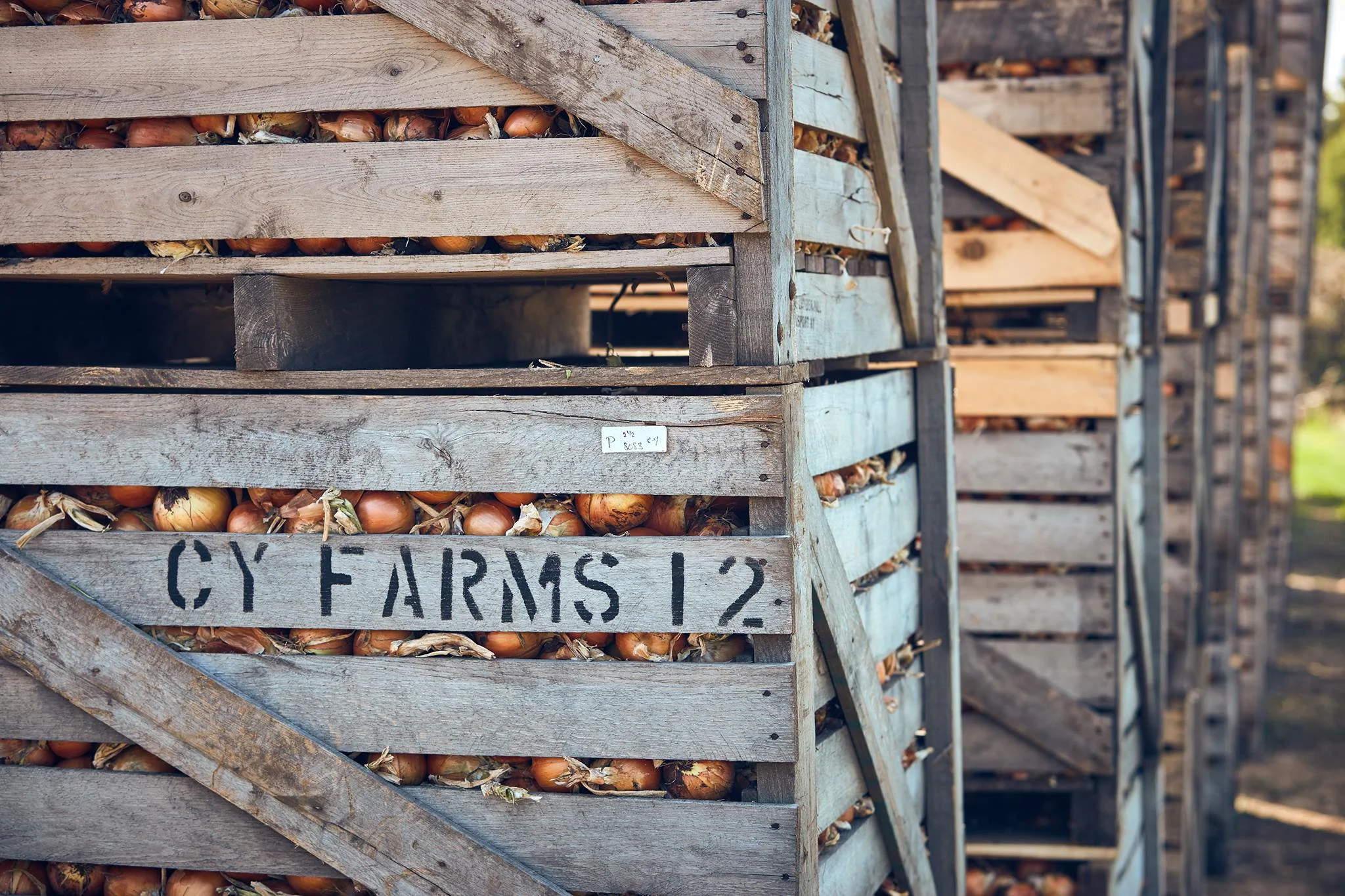 batavia turf farm soccer