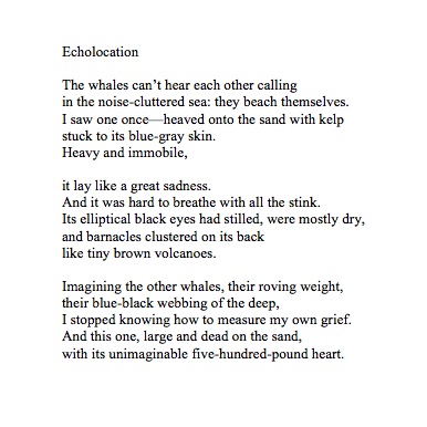 "Echolocation"