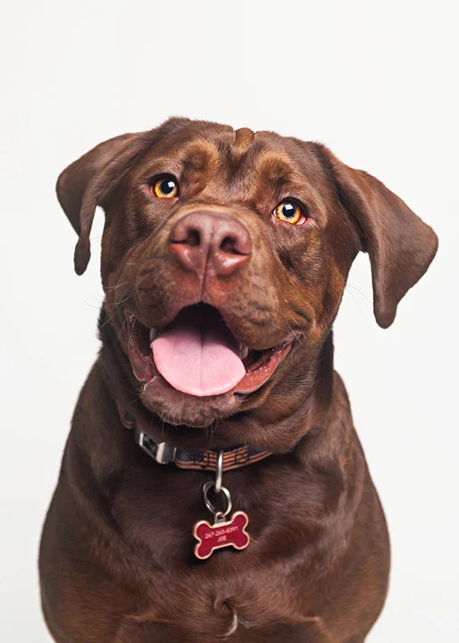 animal-dog-pet-brown.jpg
