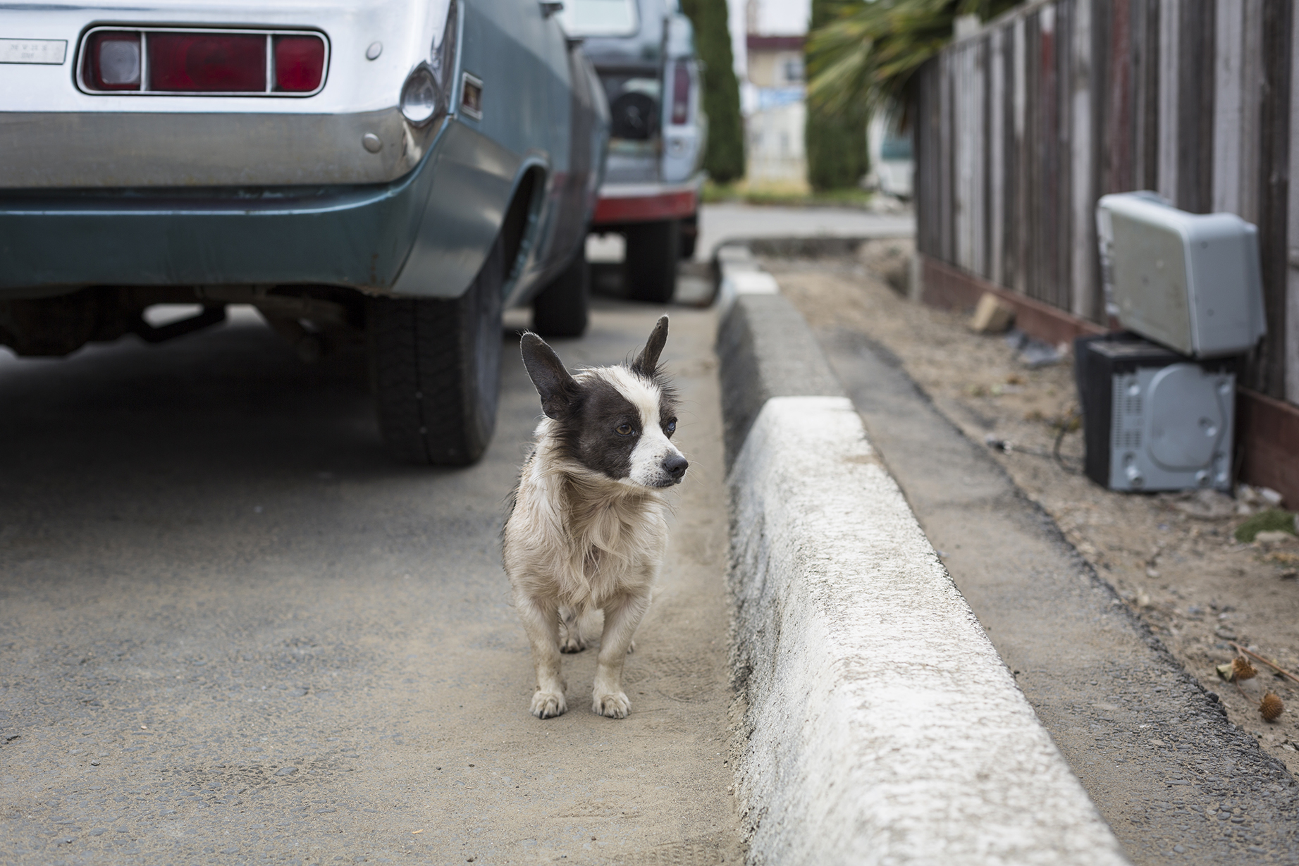  The One Friend That Never Left. San Jose, CA 2016 